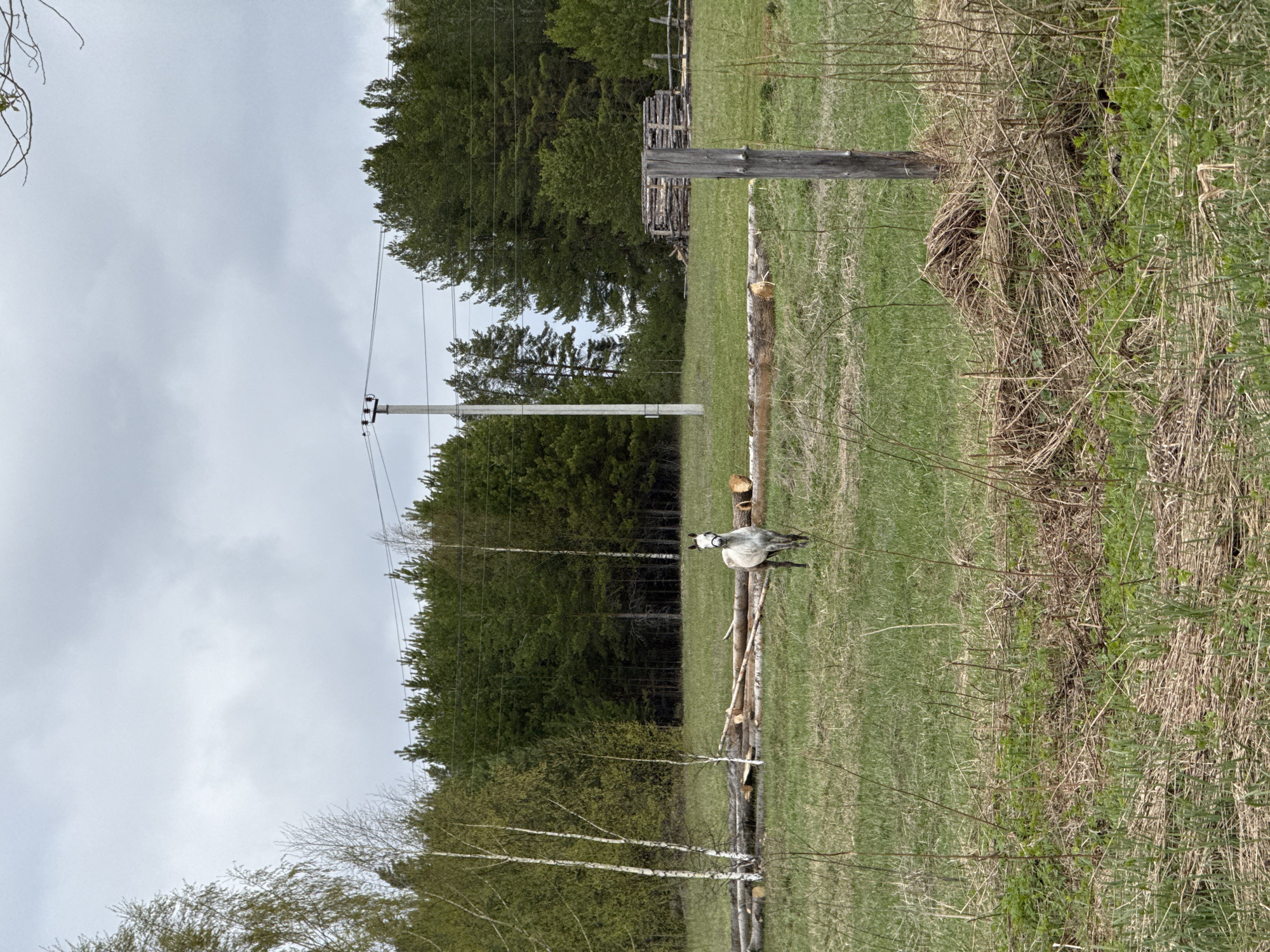 The image shows a grassy field in Ershi, Russia, bordered by a forest on the left and taller vegetation on the right. An electric pole stands tall in the field, with wires stretching across. Logs are scattered along a line in the field, and a light gray donkey is standing on the grass next to them. A wooden structure is visible further in the background. The sky is overcast.