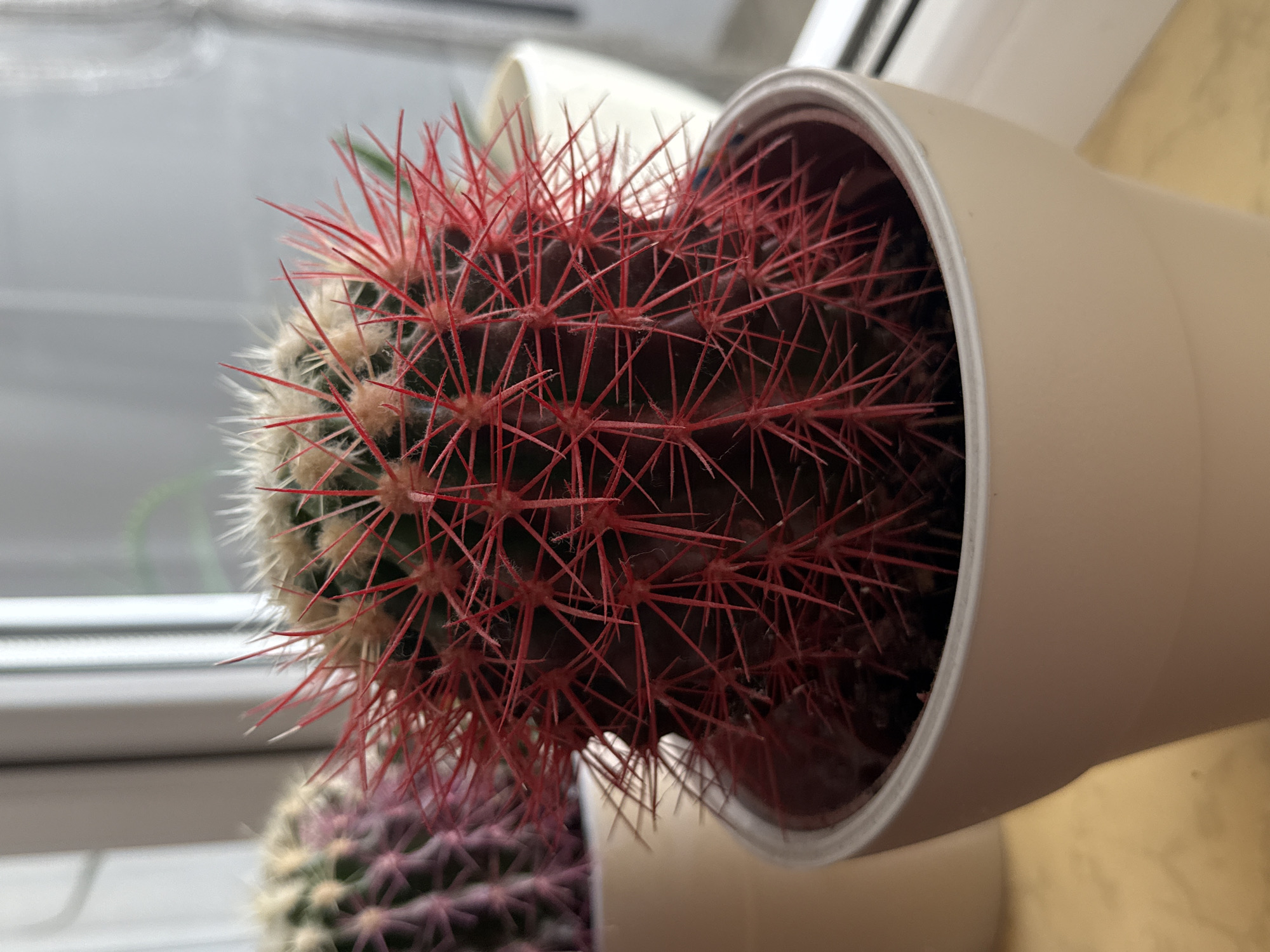 In Găvănoasa, Moldova, a close-up, medium shot captures a small, potted crimson cactus with sharp, red spines. The cactus is positioned centrally and slightly to the right of the frame, sitting in a light-colored, simple pot. To the left, another cactus, appearing purplish and less distinct due to shallow depth of field, is partially visible, also in a pot. The background consists of a blurred window and sill, suggesting an indoor setting. The lighting is natural, coming from the side, creating subtle shadows and highlighting the texture of the spines. The overall scene is static and focused on the botanical subjects.