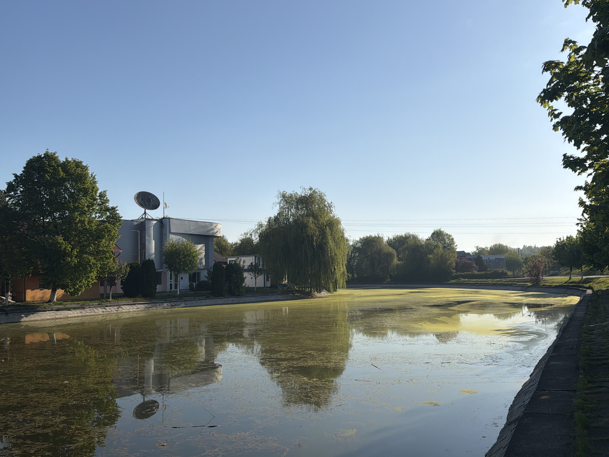 The image depicts a canal or artificial waterway in Târgu Mureș, Romania. The water surface is partially covered with algae or aquatic vegetation, giving it a greenish tint. Several trees line the banks of the canal. A building with a distinctive satellite dish on its roof is visible on the left side of the canal. The sky is clear and blue. A concrete embankment defines the edge of the canal on the right side of the frame. The overall scene suggests a calm, somewhat stagnant urban water feature.