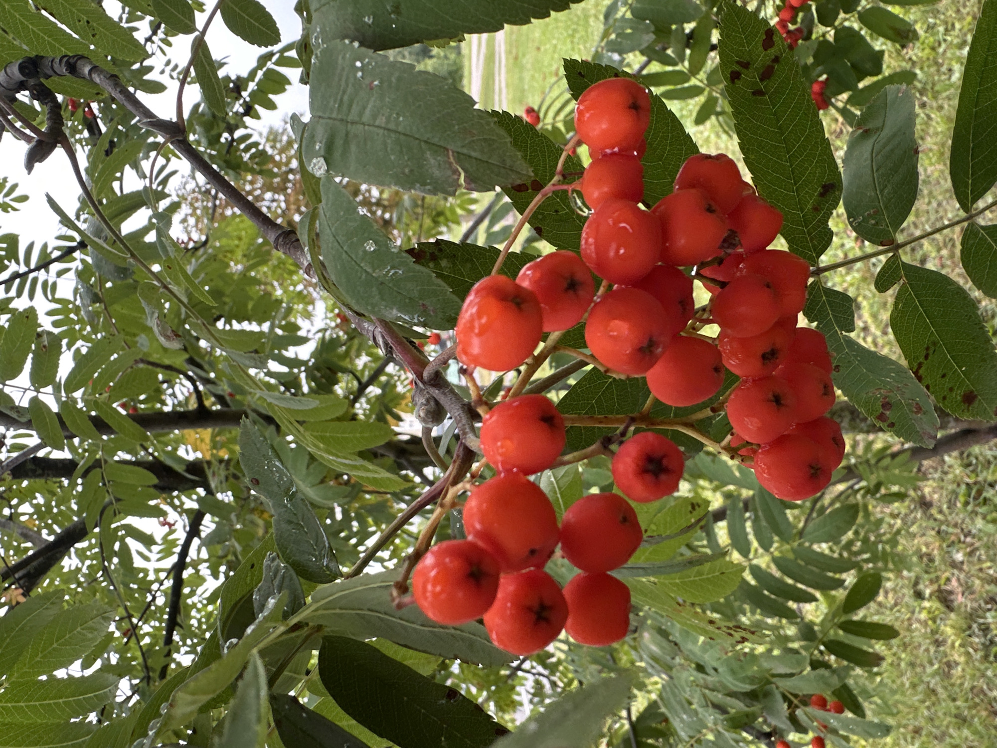 The image shows a cluster of bright red berries on a branch of a rowan tree. The berries are round and have a glossy appearance, with some droplets of water visible on their surfaces, suggesting recent rain. The leaves of the tree are a deep green and have a serrated edge. In the background, out-of-focus greenery and hints of what appear to be a park or natural area are visible. The overall impression is of a close-up shot of nature, highlighting the vibrant color of the berries against the backdrop of foliage. There are no people or any man-made structures clearly identifiable in the image. The context of the city of Minsk, Belarus, is not visually ascertainable from the image content alone.