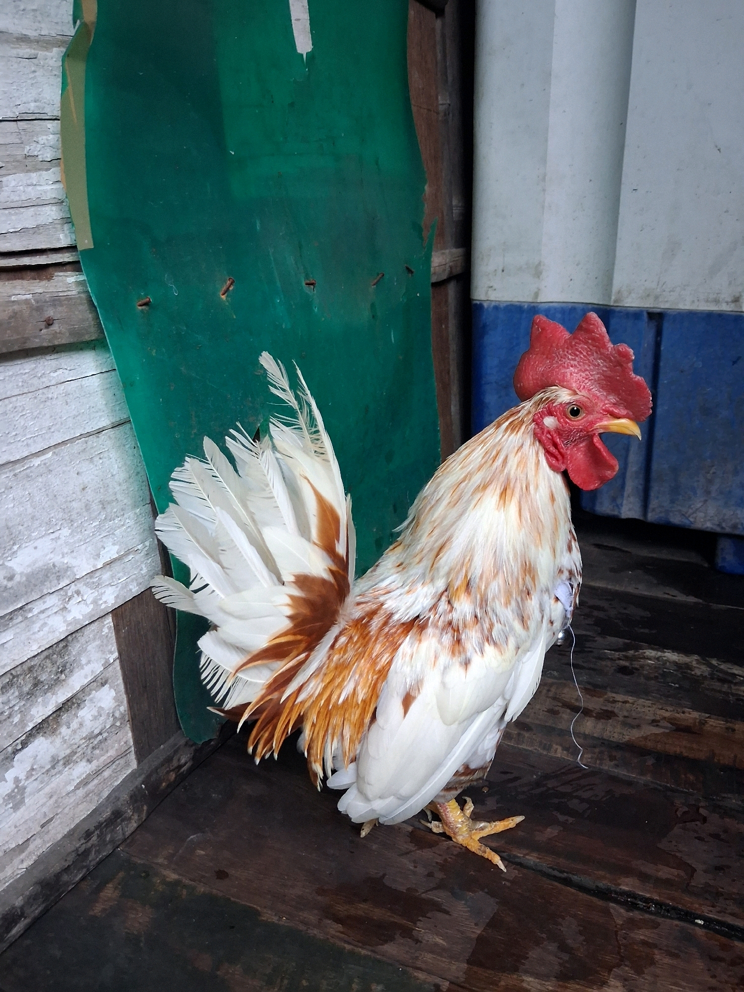 A white and brown rooster stands on a wooden floor, facing right. Its red comb and wattles are prominent. The rooster's tail feathers are mostly white with some brown tips. Behind the rooster, a green tarp is attached to a weathered wooden wall. To the right of the rooster, a blue plastic container is visible. The wooden floor appears wet. The image captures an outdoor or semi-outdoor setting, potentially in a yard or agricultural area. The scene is set in North Jakarta, Indonesia.