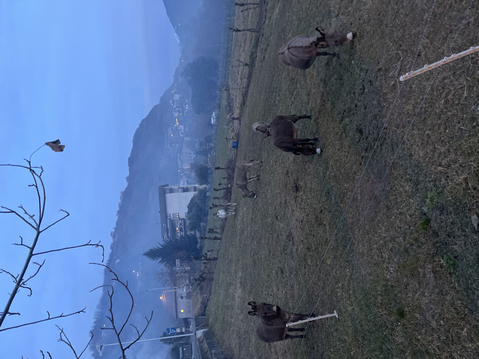 This image depicts a tranquil, hazy scene in a mountainous region, likely Castione, Italy, during dusk or dawn. The overall atmosphere is cool and subdued, dominated by blue and grey tones.
In the foreground, bare tree branches with a single brown leaf extend from the left, partially framing the view. A grassy field occupies the lower and middle sections of the image, serving as a pasture for several donkeys. One dark brown donkey stands in the foreground near a white fence post, while another dark brown donkey grazes with its head lowered in the mid-ground. Behind it, a lighter grey donkey also grazes. Further back, two more donkeys, one grey and one white, are visible. Another dark brown donkey stands in the upper right portion of the field.
Beyond the field, a valley stretches out, with a town or village nestled at the base of the mountains. Several buildings are visible, including a prominent light-colored building with illuminated windows in the middle-left, suggesting indoor lights are on. A road or street with visible streetlights runs through the town. The mountains and the valley are enveloped in a soft, atmospheric haze or fog, which creates a diffused light and obscures distant details. The sky is a uniform, muted blue-grey. No people or visible text are present. The donkeys appear to be calmly grazing in the pasture.