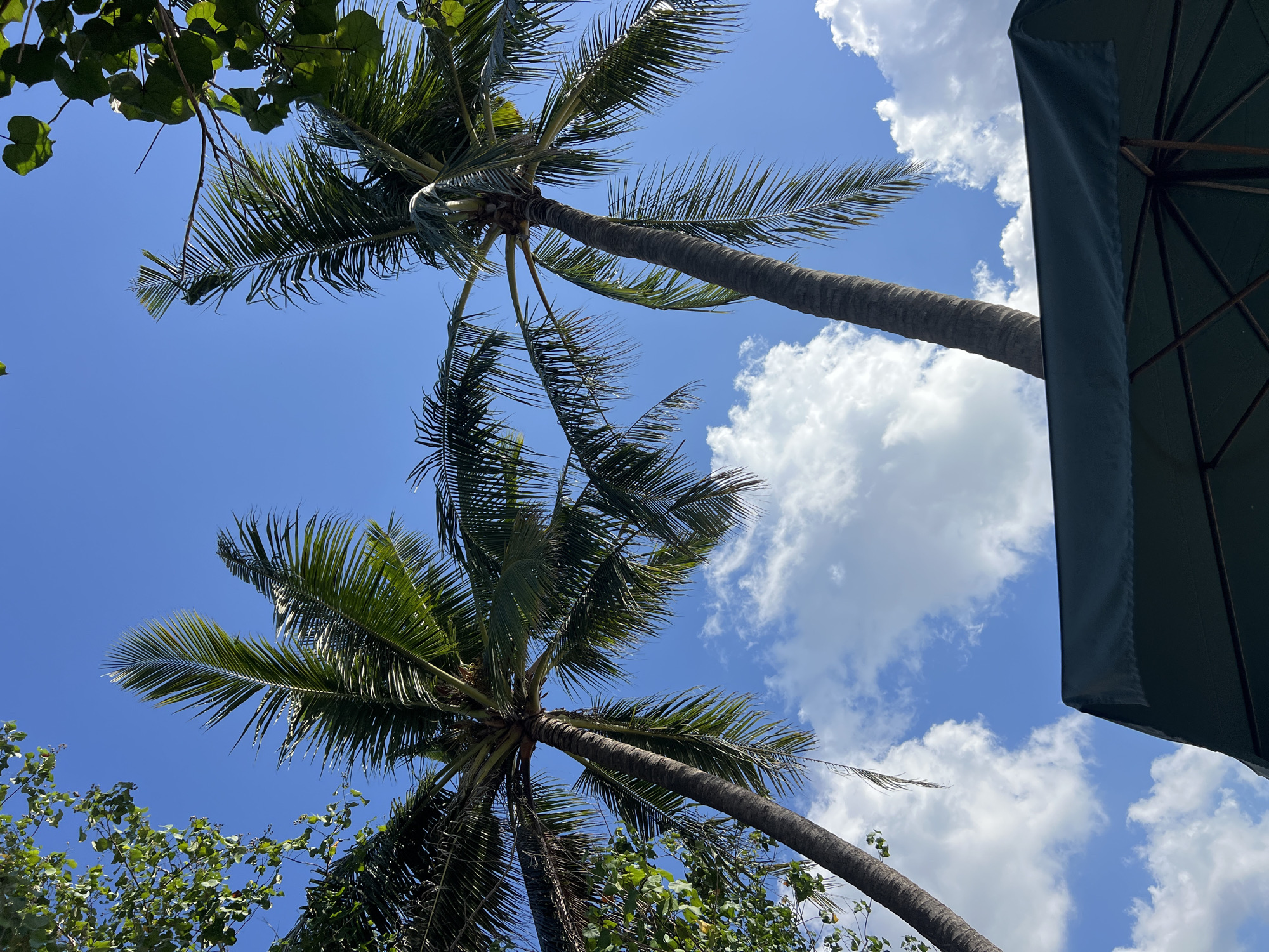 This is a low-angle, full shot of two palm trees against a bright blue sky with scattered white clouds. The palm trees are lush and green, with their fronds reaching upwards. To the left and right of the frame, there are glimpses of other green foliage, suggesting a tropical setting. In the foreground, the top edge of a dark green umbrella is visible, casting a shadow. The image evokes a sense of a sunny day, likely in Kuta, Indonesia, known for its beautiful beaches and palm-lined streets.