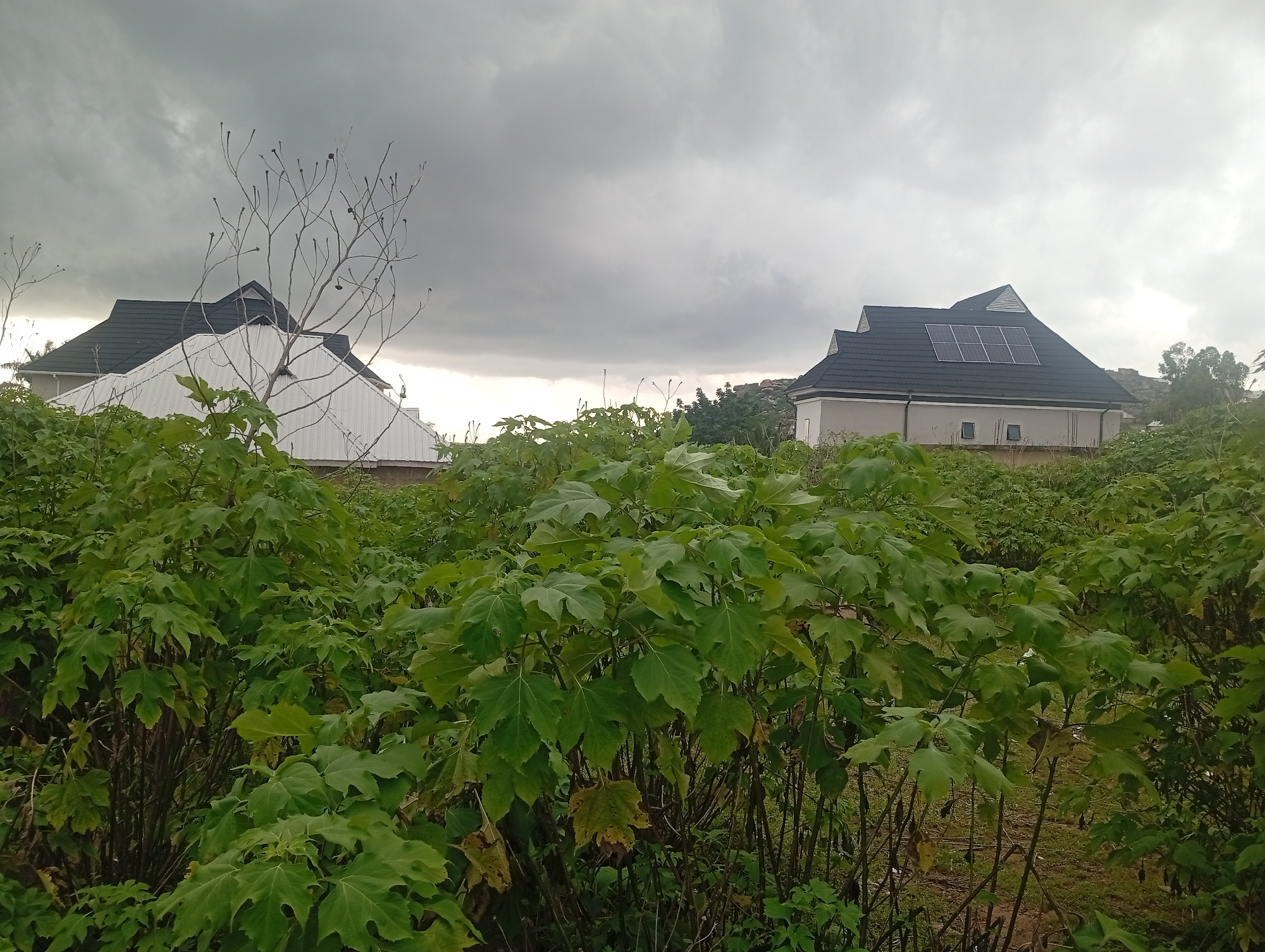 In the city of Jos, Nigeria, under a cloudy, overcast sky, a foreground of dense green foliage dominates the scene. The leaves are large and lobed, with some yellowing or browning indicating the presence of dry or decaying vegetation mixed within.
Behind the dense vegetation, two residential buildings are visible. The building on the left has a dark, peaked roof and a white facade. The building on the right also features a dark, multi-peaked roof, this one adorned with a grid of solar panels. This structure appears to be a single-story dwelling with a light-colored exterior and at least two windows.
To the left of the building on the left, the bare branches of a tall, leafless tree extend upwards, some branches tipped with small, dark, spherical objects, possibly seed pods or berries. These branches contrast sharply with the surrounding greenery. The background shows a slight elevation, with a sparse scattering of trees and rocky outcrops visible on the horizon. The overall impression is a semi-rural or developing urban environment.