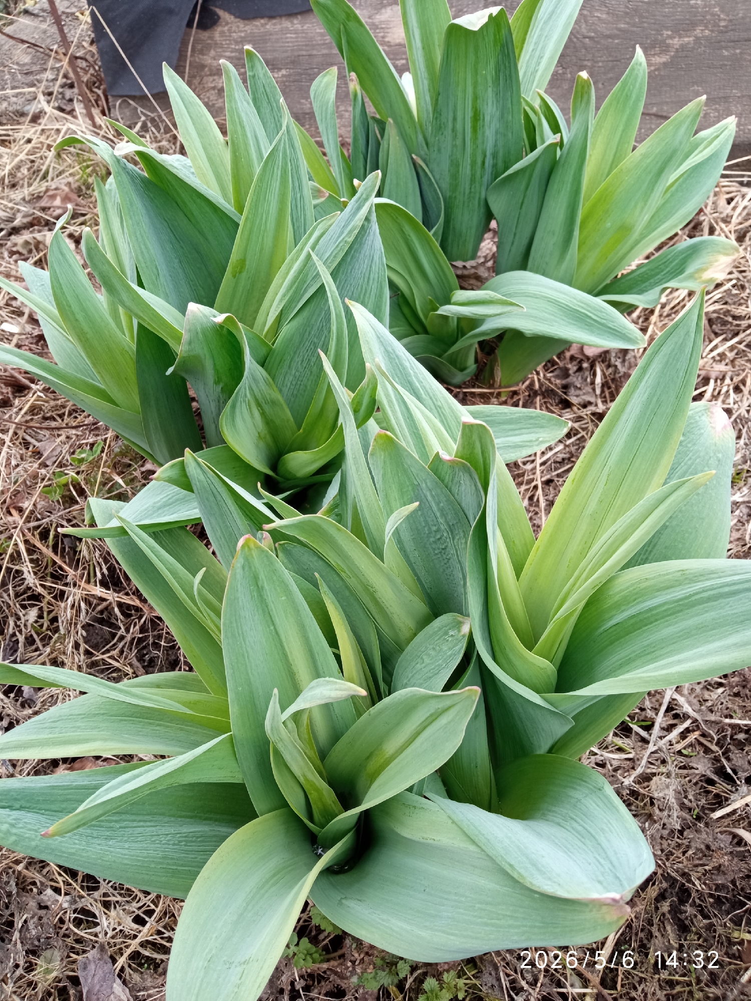 The image shows a close-up view of several clumps of vibrant green leafy plants emerging from the soil. The leaves are long, broad, and pointed, tightly clustered together. The plants are surrounded by dry, brown organic material, likely mulch or decaying leaves. In the background, a section of wooden planks is visible. The photo was taken on May 6, 2026, at 14:32. The location is Сорокино (дачный Поселок) (манский), Russia.