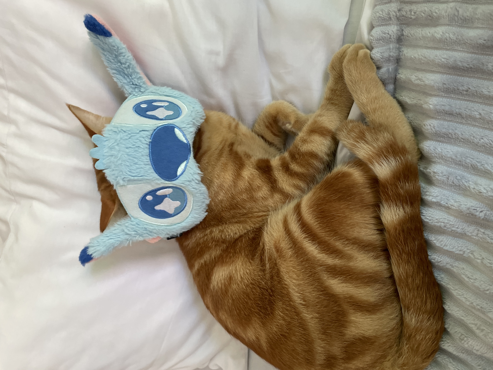An overhead shot captures a ginger tabby cat resting comfortably on a bed. The cat, with its distinctive orange fur and darker tabby stripes, is curled on its side, mostly facing away from the viewer. Its head is playfully covered by a soft, fuzzy, light blue eye mask designed to resemble the character Stitch from Disney's Lilo & Stitch, featuring large embroidered eyes and prominent ears. One ear of the mask, with a subtle pink inner lining, extends upwards.
The cat's body appears completely relaxed, with its paws tucked close, and its striped tail curves around its lower body. It is lying on crumpled white bedding or sheets, which occupy the left and upper portions of the frame. To the right, a textured grey plush blanket or pillow is visible, providing a soft backdrop.
The activity taking place is a cat peacefully sleeping or resting. The overall scene suggests a calm, comfortable, and potentially amusing moment. The lighting is soft and even, indicating an indoor setting. There are no specific cues for time of day or weather, and no visible text. The image originates from Kuta Selatan, Indonesia.