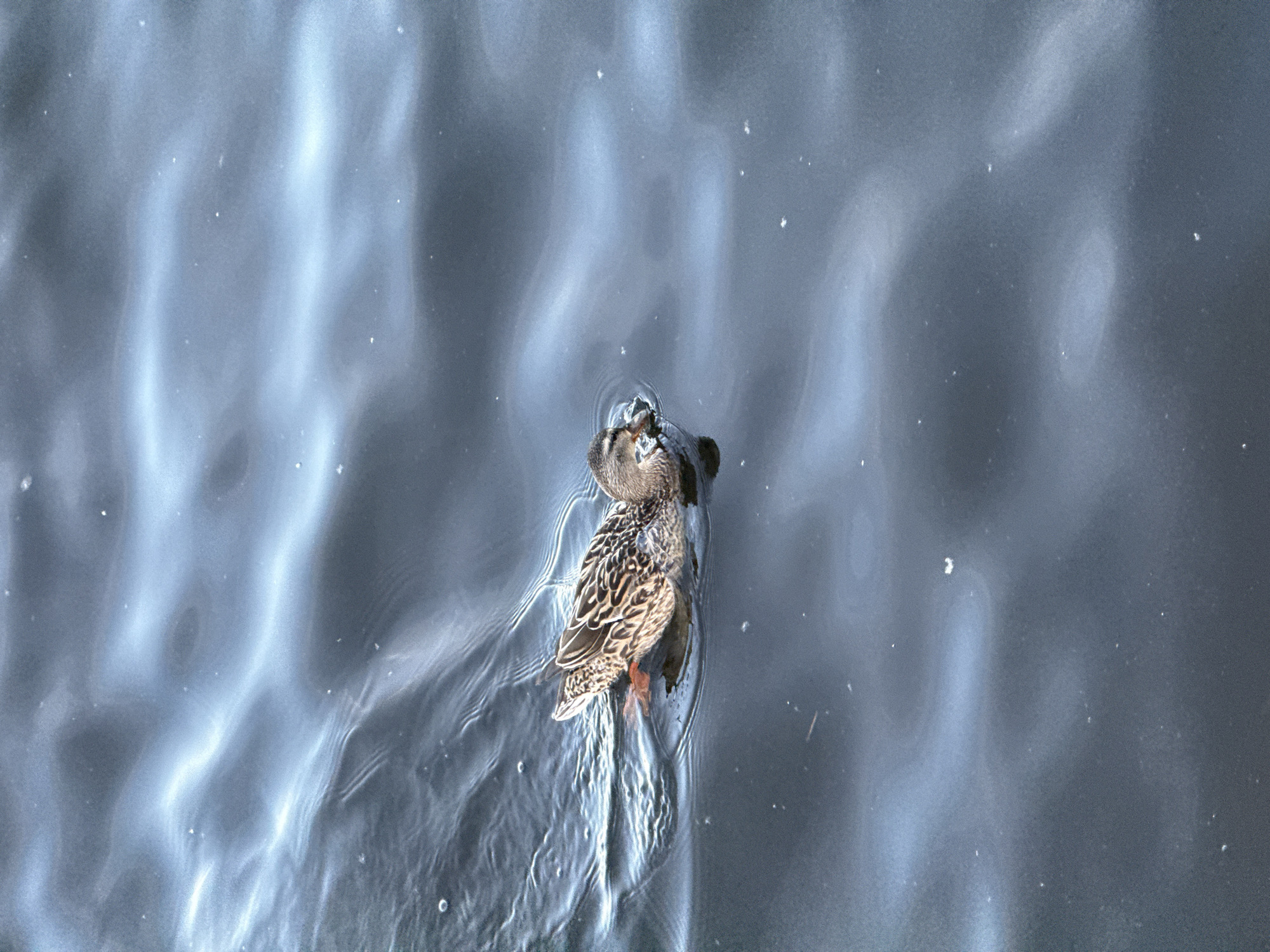 A high-angle, overhead shot captures a lone duck swimming on a body of water. The duck, a mottled brown with hints of green and black on its head and brown plumage, appears to be preening or resting, with its head tucked slightly. Its webbed feet are visible, paddling gently beneath the surface, creating subtle ripples that distort the water's surface.
The water itself is a muted gray-blue, reflecting the sky and light in shimmering patterns that suggest a slightly overcast or diffused lighting condition. These light reflections create abstract, wave-like shapes across the water's surface, adding a dynamic element to the otherwise still scene. Tiny white specks, possibly dust or small debris, are scattered across the water, adding a touch of texture.
The overall impression is one of quiet solitude and natural beauty. The focus is entirely on the duck and its immediate surroundings, emphasizing the peaceful interaction between the animal and its environment. There is no discernible time of day or specific weather indicated beyond the general light quality. The location is also unspecified, giving the image a universal feel. No text is visible in the media.