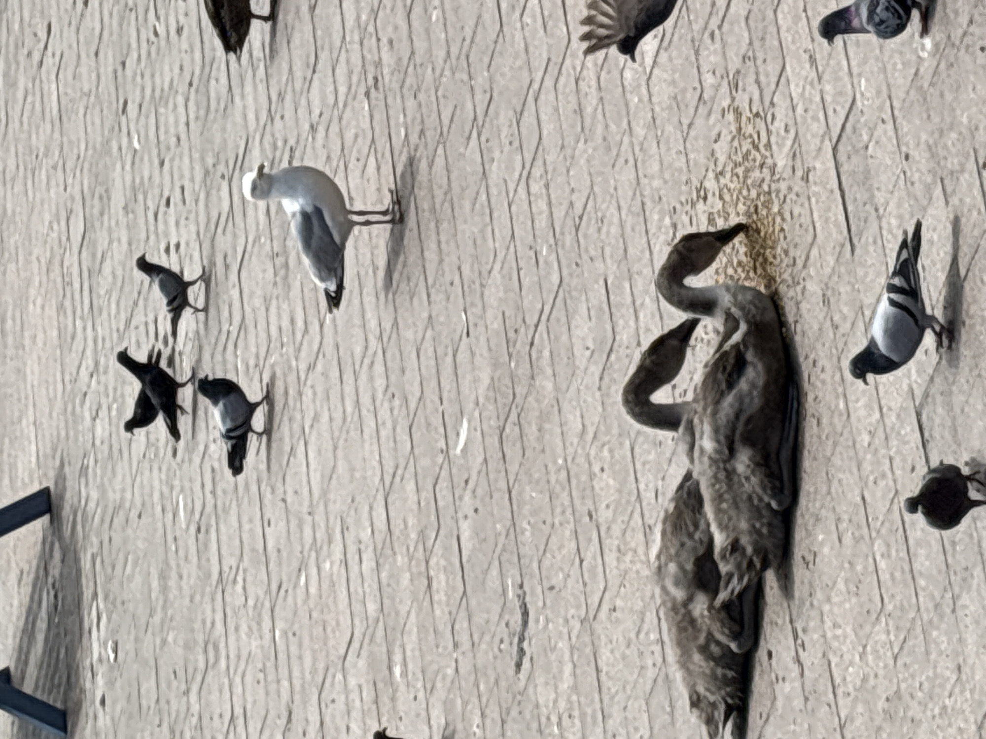 The image depicts a flock of pigeons gathered on a textured, paved surface. The pigeons are in various poses, some pecking at scattered food, while others are perched or walking. In the background, there are hints of other birds, possibly larger waterfowl. The scene suggests an outdoor environment, likely a public space where birds congregate. The lighting appears to be natural, indicating daytime. The paved surface is made of interlocking stones or tiles, creating a geometric pattern. There are no visible people or text in the image. The overall mood is one of natural behavior and everyday urban wildlife.