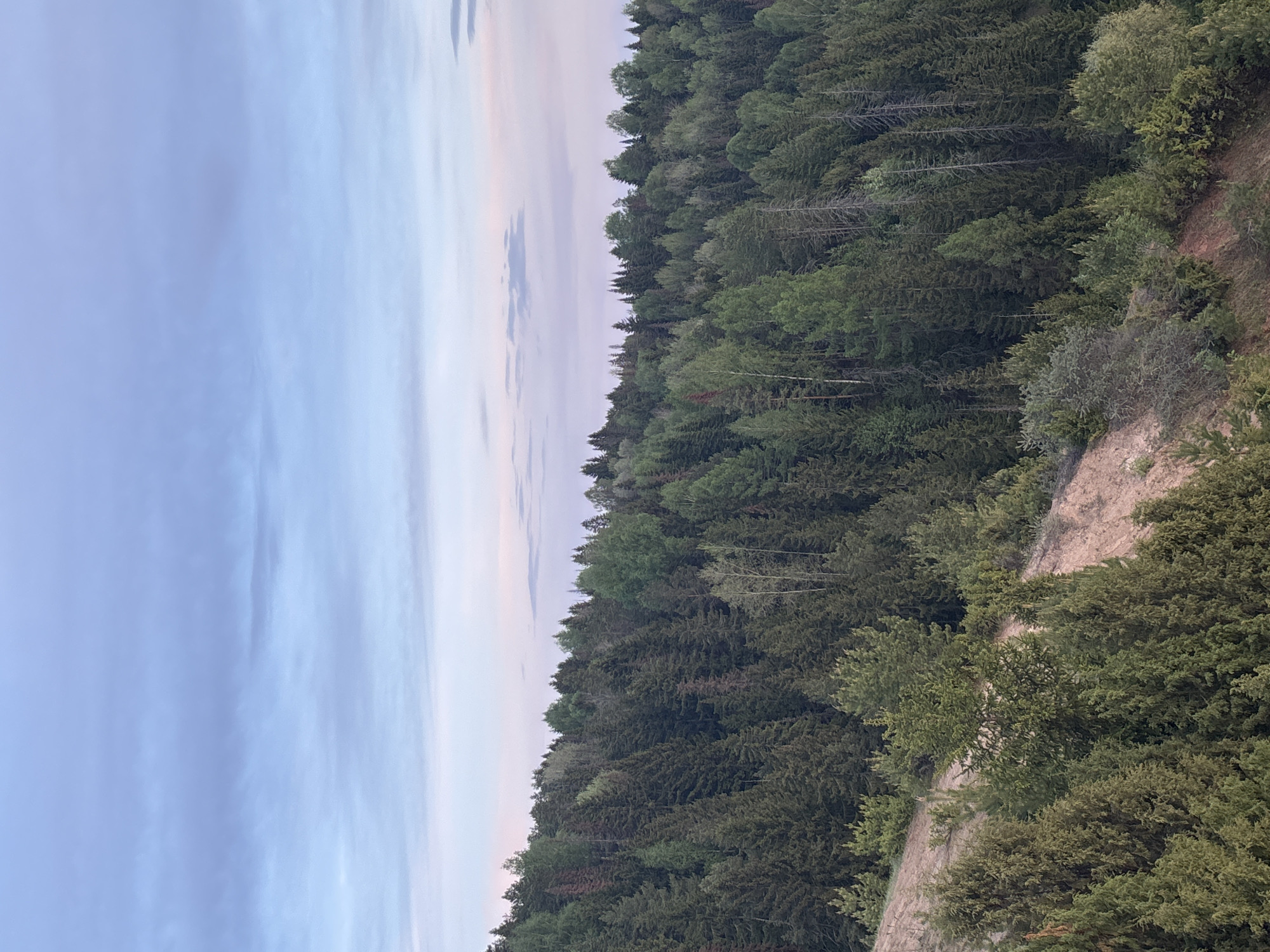 The image depicts a forest adjacent to a slope, with a sky gradient of pale blues and pinks. The trees are a mix of evergreen and deciduous, showing varied shades of green. The location is likely in the vicinity of Ольховка, Russia, based on the image origin. The slope appears to be of a sandy or earthen composition. There are no people visible in the scene.