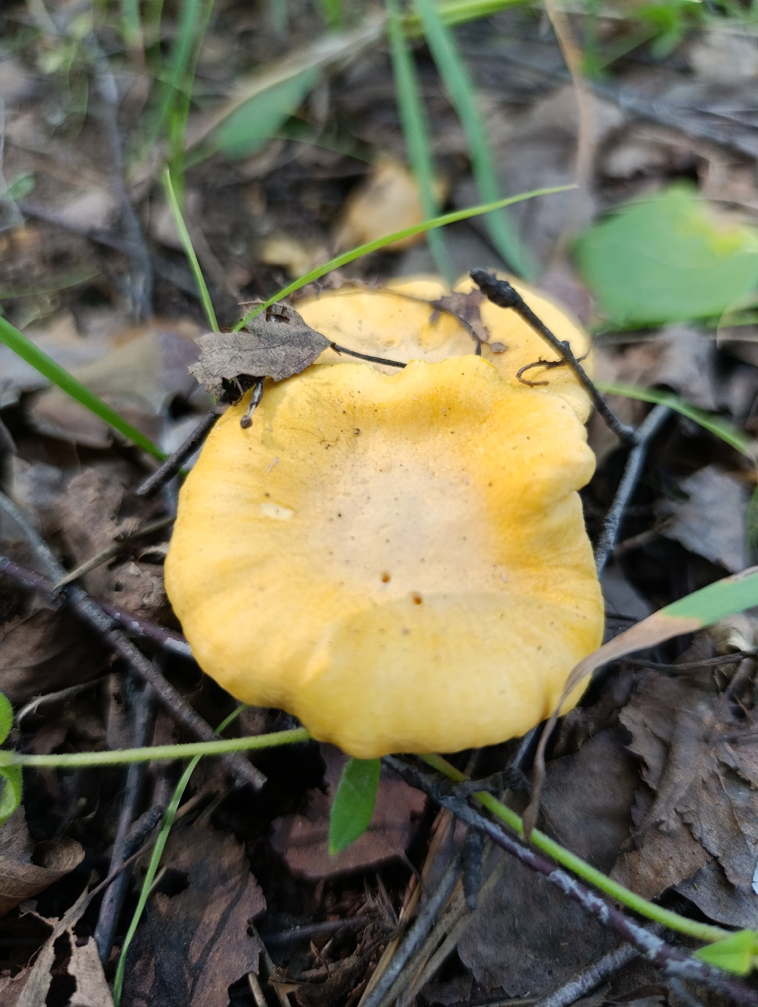 A close-up, overhead shot captures a bright yellow mushroom, likely a chanterelle, emerging from a forest floor. The mushroom's cap is slightly irregular and dusted with a few dark specks. Surrounding the mushroom is a bed of dry, brown leaves and twigs, with thin green blades of grass interspersed. The lighting is soft, suggesting an overcast day or shaded area within a forest. The image appears to be taken in the natural environment of Zipunovo, Russia, as indicated by the context of the request. There are no people or animals visible in the frame. The focus is sharp on the mushroom, while the background foliage is slightly blurred, creating a shallow depth of field.