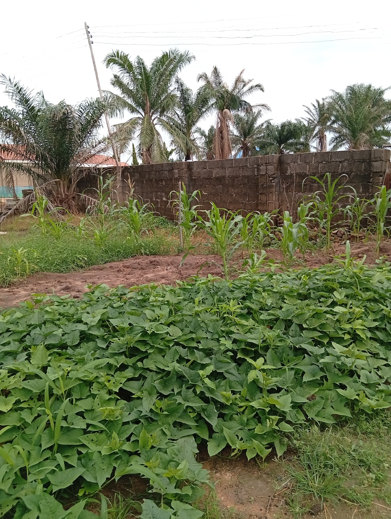 A lush green field of what appears to be sweet potato plants dominates the foreground of this image. The plants are dense and healthy, with broad, heart-shaped leaves spreading across the soil. Behind this vibrant ground cover, several rows of young corn stalks are visible, reaching varying heights. The corn plants are interspersed with wild grasses and weeds, indicating a natural or semi-cultivated setting.
In the background, a weathered brick wall runs horizontally across the frame, acting as a boundary. Beyond the wall, several palm trees stand tall, their fronds suggesting a tropical or subtropical climate. One of the palm trees on the left appears to have some dry, brown fronds mixed with green ones. Partially visible behind the palm trees is a building with a reddish-tiled roof.
A utility pole with electrical wires stretches diagonally across the upper portion of the image, disappearing behind the palm trees. The sky is overcast, with a bright, diffused light that suggests it could be midday or late afternoon on a cloudy day. The overall impression is of a rural or semi-rural agricultural landscape, likely in Jalingo, Nigeria, given the location context. There is no visible text in the image. The scene is serene and depicts a thriving agricultural plot.