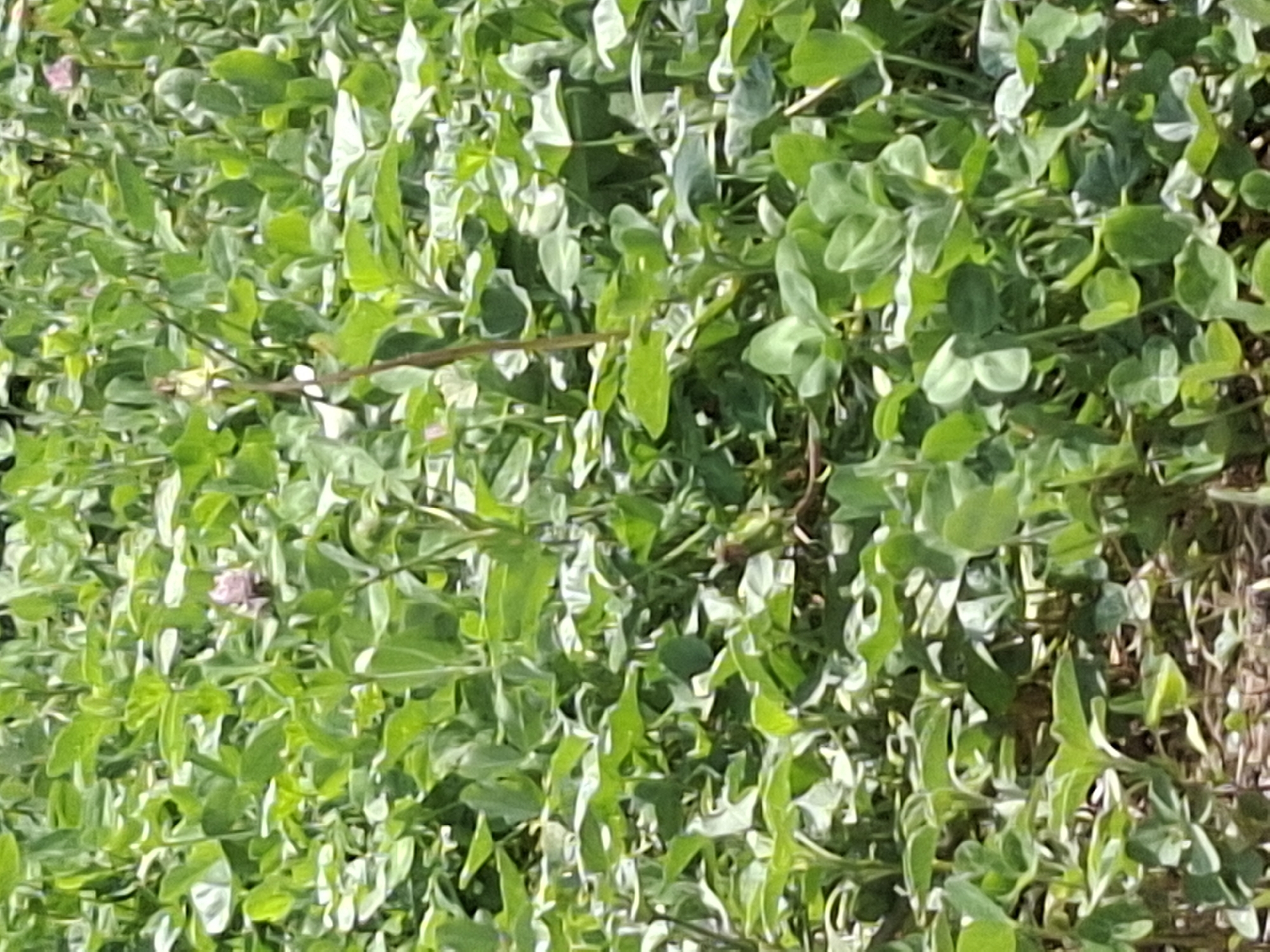 The image shows a close-up view of a dense field of green clover plants. There are a few small pink flowers interspersed within the foliage. The clover is lush and healthy, suggesting a well-watered and sunny environment. The ground beneath the clover appears to be covered with a mixture of soil and dried plant matter. There is no indication of human presence, infrastructure, or specific landmarks that would place this scene within Almaty, Kazakhstan.