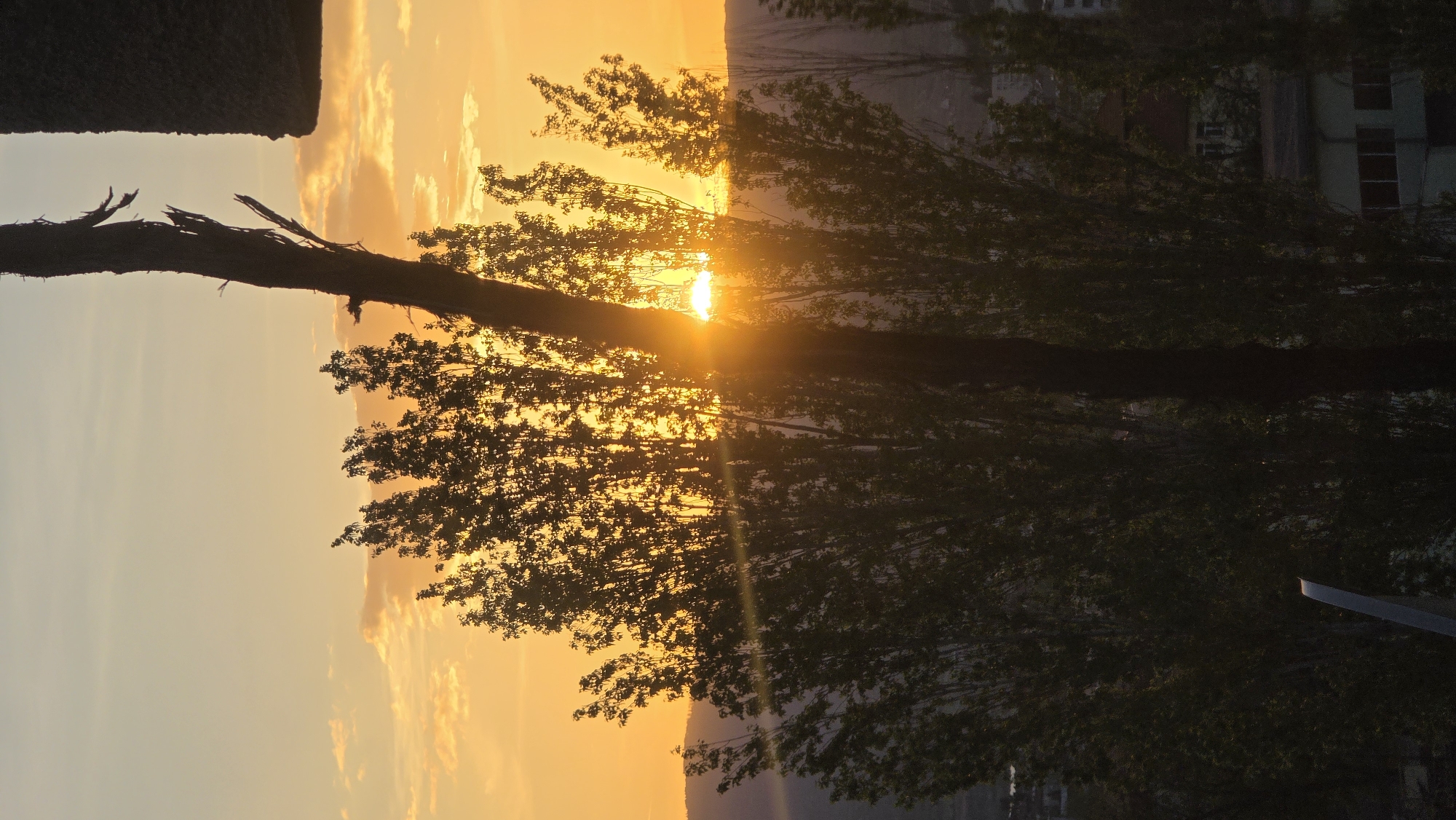 The image captures a serene sunset or sunrise scene, backlighting a prominent tree in the foreground. The central subject is a large, dark silhouette of a tree, its main trunk rising vertically through the frame. A notable detail is a jagged, broken section of the trunk and branches near the upper part of the tree, suggesting damage or natural wear.
The sun, a brilliant disc of light, is partially obscured by the dense foliage of the tree, creating a dramatic sunburst and lens flare that emanates through the leaves. The sky is bathed in warm, vibrant hues of orange, yellow, and soft blue, typical of twilight, with scattered clouds adding texture to the expanse.
In the background, dark, silhouetted mountains or hills stretch across the lower portion of the horizon. To the right, through the tree's branches, faint, dark shapes of buildings with discernible windows can be seen, hinting at an urban or suburban environment. On the far left, a dark, indistinct structure, possibly a hedge or part of a building, is partially visible. At the very bottom right, a small, dark shape could be part of a street light or railing.
The strong backlighting renders most elements in silhouette, emphasizing the vibrant sky and the intricate, dark forms of the tree. The scene conveys a sense of tranquility and the natural beauty of the end or beginning of a day, likely in or near Blagoevgrad, Bulgaria. There is no visible text in the image.