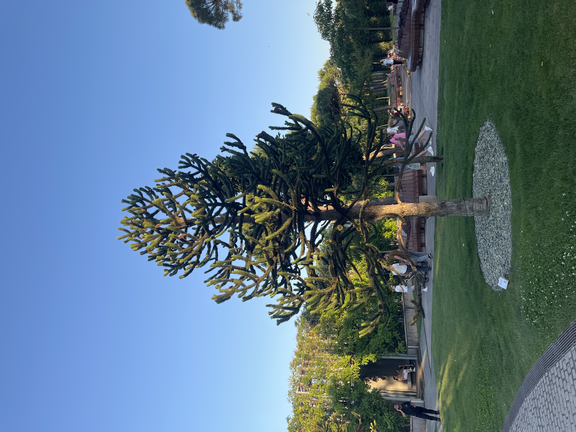The image depicts an outdoor scene with a distinctive Monkey Puzzle tree as the central subject. The tree's unique, spiky branches are prominent against a clear blue sky. In the background, a neatly manicured lawn stretches out, bordered by a paved walkway and wooden benches. Several people are visible, some seated on the benches, others standing, suggesting a relaxed, leisurely atmosphere. The lighting indicates it is late afternoon or early evening, with warm sunlight casting long shadows. The location appears to be a park or garden area, possibly in Krasnodar, Russia, given the context. There are no obvious signs of a specific event, but rather a general sense of people enjoying a pleasant day outdoors. A small, white sign is placed on the ground near a circular arrangement of grey stones at the base of the tree. The overall mood is peaceful and serene.