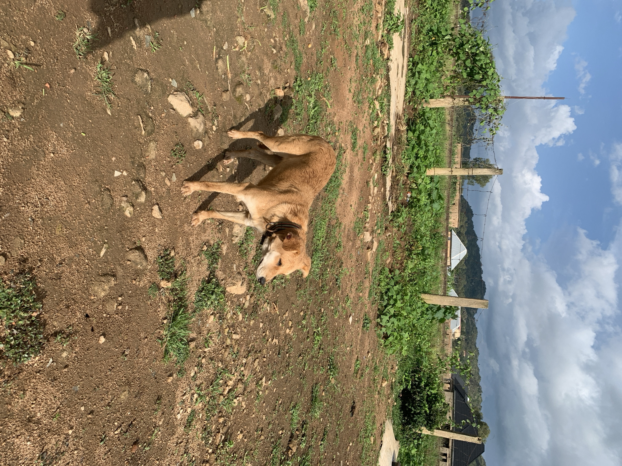 In Kuru Karama, Nigeria, a medium-sized tan dog stands on a dirt ground scattered with small stones and sparse green vegetation. The dog, wearing a dark collar, is facing to the right of the frame. Behind the dog, a rustic wire fence with wooden posts runs across the scene. Beyond the fence, a landscape of green hills is visible under a cloudy blue sky. Several structures, including buildings with dark roofs and what appear to be some form of agricultural cultivation, are present in the middle ground. The overall environment suggests a rural or semi-rural setting.