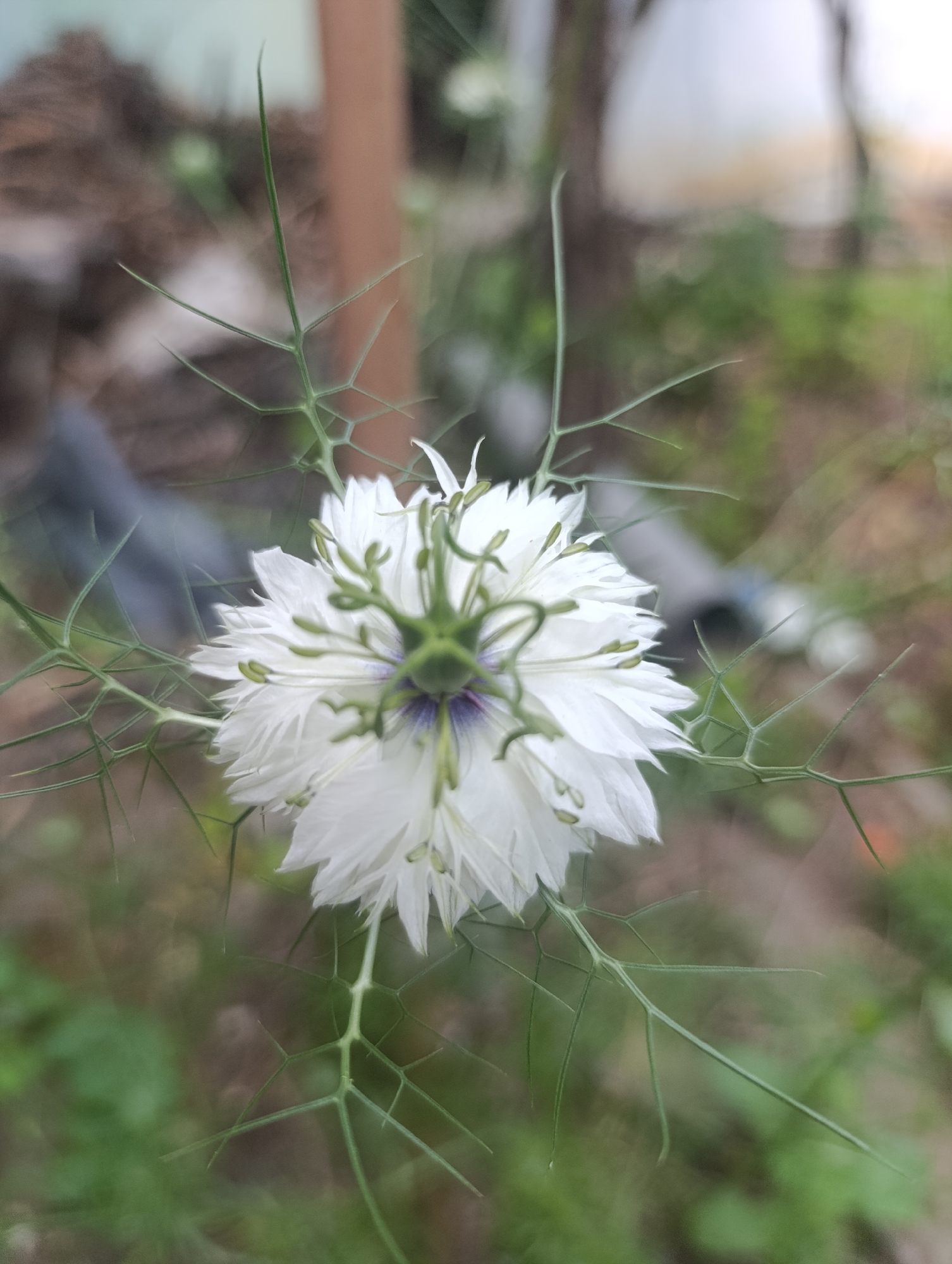 A detailed, close-up photograph captures a single, fully bloomed *Nigella damascena* (Love-in-a-mist) flower in sharp focus. The flower exhibits numerous delicate, layered white petals. Its center features prominent light green pistils and stamens, encircled by a distinct ring of deep purplish-blue filamentous structures. Surrounding the flower are characteristic finely dissected, bright green, fern-like bracts that extend outwards in a spiky, intricate pattern. The background is significantly blurred, creating a shallow depth of field. Visible indistinct elements in the soft-focus background include patches of muted green foliage and brown earth tones, with a vertical light brown object (possibly a wooden post) in the upper left and a dark, amorphous shape in the mid-left. The scene is illuminated by natural light. The image was captured in the city of Nikolichevtsi, Bulgaria. No people, discernible actions, or interactions are present.