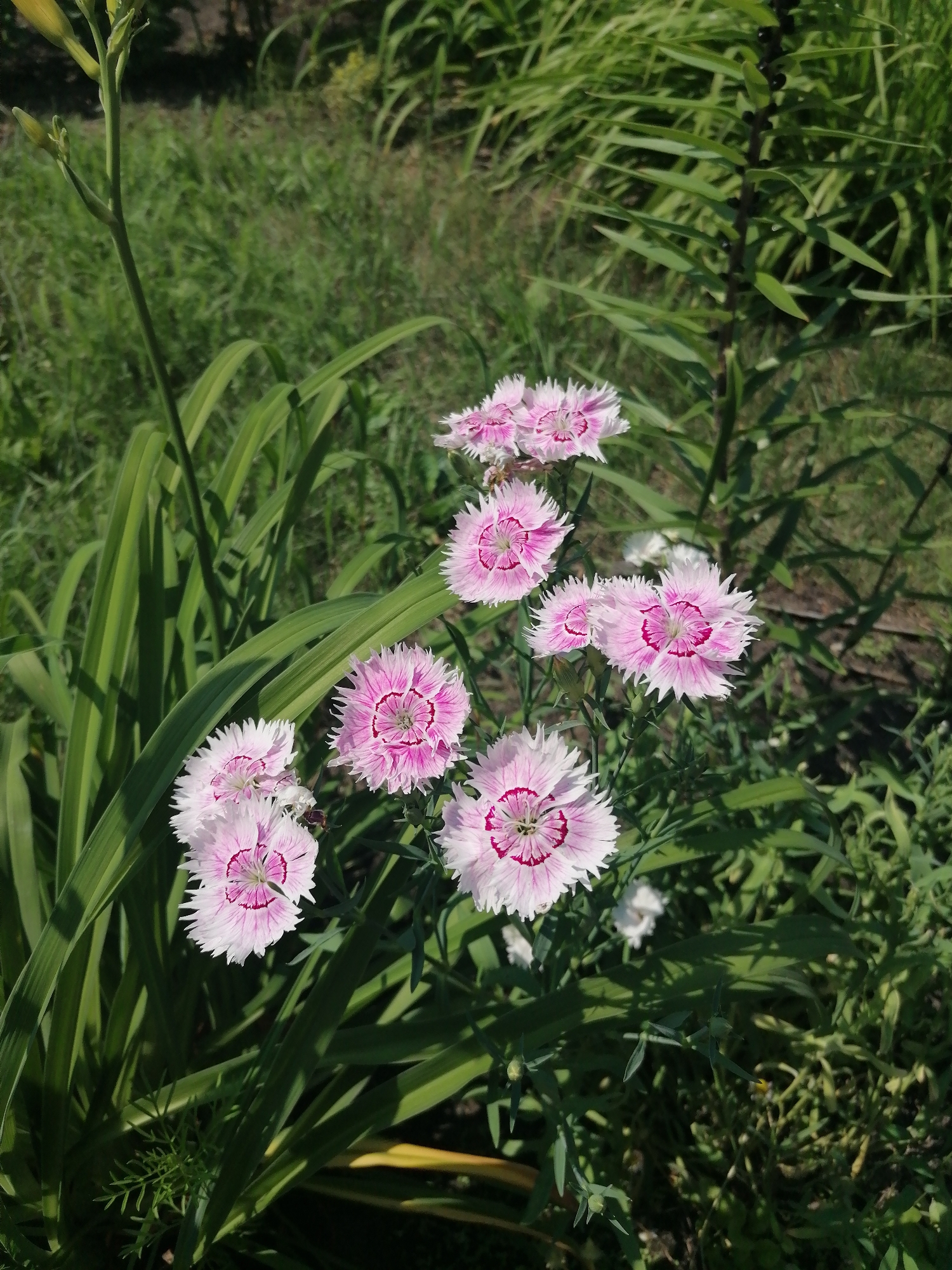 The image shows a cluster of pink and white dianthus flowers in a garden setting. The flowers have delicate, fringed petals with a darker pink or red center. They are surrounded by lush green foliage and some long, grassy leaves. In the background, more greenery and shadows are visible, suggesting an outdoor, sunlit environment. There are no people or animals present in the image. The scene appears to be a natural or cultivated garden. The location is specified as Мыльниково, Russia, though there are no visual cues in the image to confirm this specific location.
