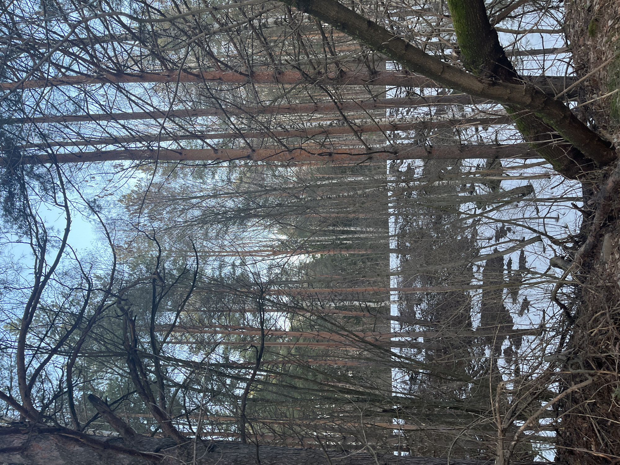 The image shows a forest scene in what may be the city of Chaikovsky, Russia, as requested. The viewpoint is looking up through the bare branches of deciduous trees and the trunks of coniferous trees. The sky is visible in patches between the branches. The ground is not visible. A large tree trunk is visible on the right side of the frame with moss growing on some of the branches. The image may have been taken during winter or early spring due to the lack of foliage.