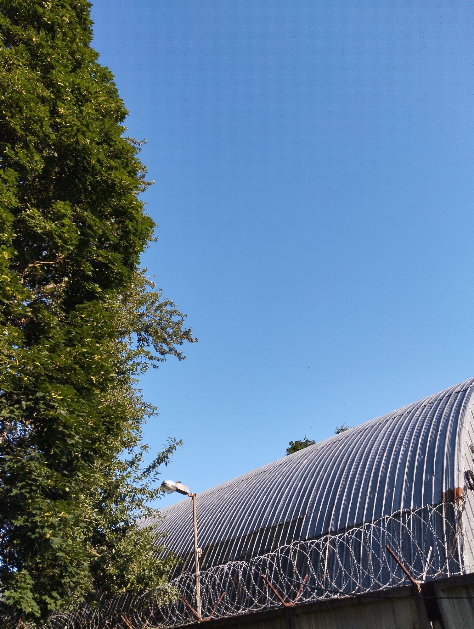 The image depicts an outdoor scene under a clear blue sky. On the left side, a large, mature tree with dense green foliage dominates the frame, its branches extending towards the center. In the background, a corrugated metal structure, possibly a Quonset hut or hangar, curves upwards. A security fence with barbed wire is visible in the foreground, separating the viewer from the structure. A lamppost with a silver lamp head is positioned near the fence and tree, casting light. The overall environment appears to be an open area, potentially on the outskirts of the city of Kingisepp, Russia, given the context. There are no people or animals visible in the image.
