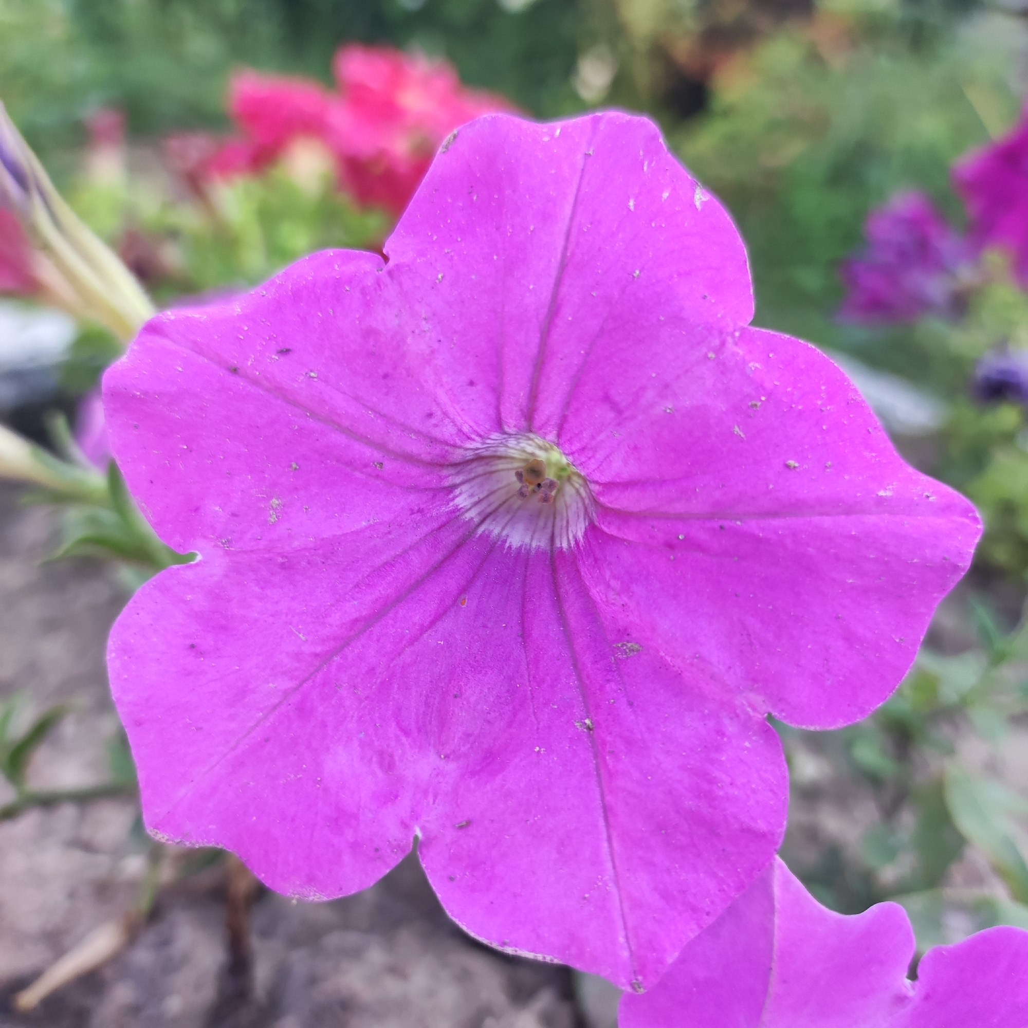 A close-up, eye-level shot shows a vibrant pink petunia flower in full bloom. The flower's petals are broad and slightly ruffled, with distinct veins radiating from the center. The center of the flower reveals a white, star-like pattern and the pistil and stamens. The background is softly blurred, with hints of other pink and green foliage, suggesting a garden setting in Navoloki, Russia. The lighting is natural, casting subtle shadows and highlighting the texture of the petals. The overall impression is one of natural beauty and delicate detail.