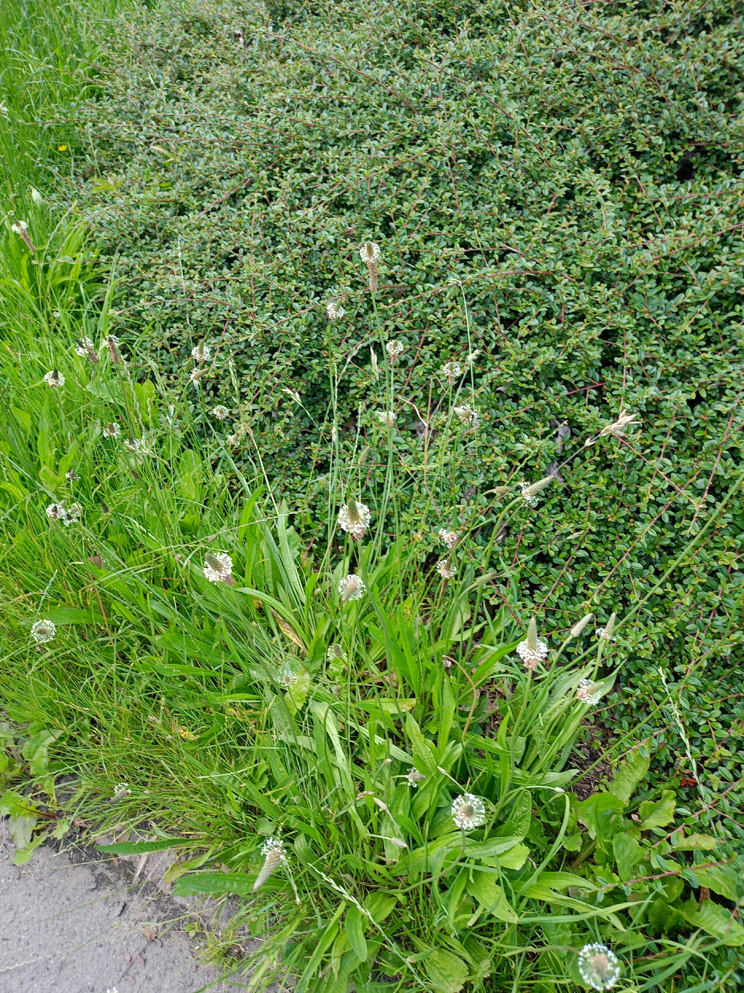 A dense, green bush dominates the right side of the frame. In front of it, a patch of wild grass with thin, light brown seed stalks and broad, green leaves is visible. Several white, fluffy seed heads of plants are scattered throughout the grass. A paved area is seen at the bottom left corner. The scene is outdoors in an urban or suburban environment.