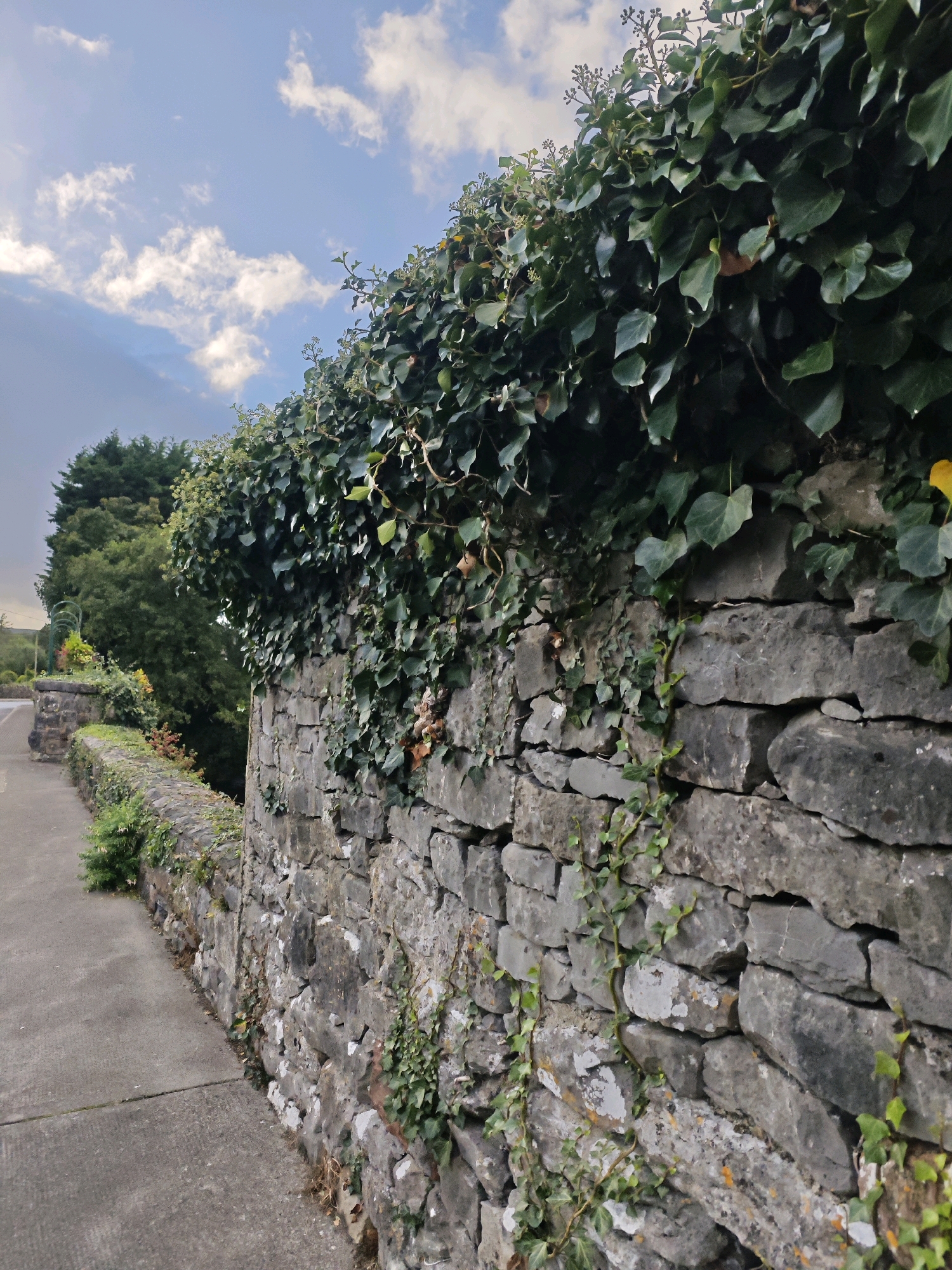 The image depicts a stone wall covered in lush ivy, bordering a concrete sidewalk. In the background, trees and a cloudy sky are visible. The scene appears to be a residential area in Oughterard, Ireland. The wall is made of rough-hewn stones of varying sizes and shades of gray, with some patches of white lichen. The ivy is dense and green, with some tendrils trailing down the wall. A few small, light-colored flowers are visible among the ivy at the top of the wall. The sidewalk is gray and appears to be well-maintained. The overall impression is one of a rustic and natural setting.