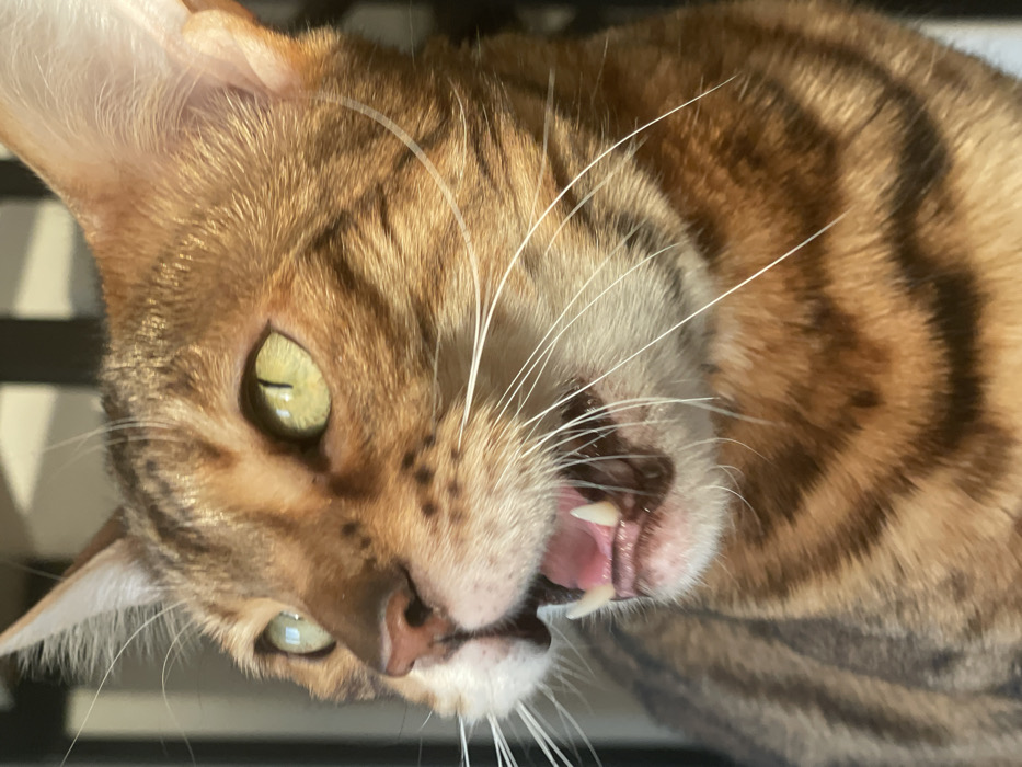 The scene depicts an indoor setting in Izhevsk, Russia, under bright, directional illumination. The primary subject is a domestic cat, presenting as a Bengal breed, shown in a close-up, head-and-shoulders portrait. Its fur is a distinct reddish-brown with darker brown tabby-striped and spotted patterns. The cat's eyes are a vivid yellowish-green with vertically narrowed pupils, directed slightly to the upper left of the frame. Its mouth is open, revealing pink gums, two prominent, sharp upper canine teeth, and smaller lower teeth. Numerous long, white whiskers extend from its muzzle, and its nose is pinkish-brown. The background is uniformly blurred and dark, with subtle vertical elements visible, consistent with interior architectural features.