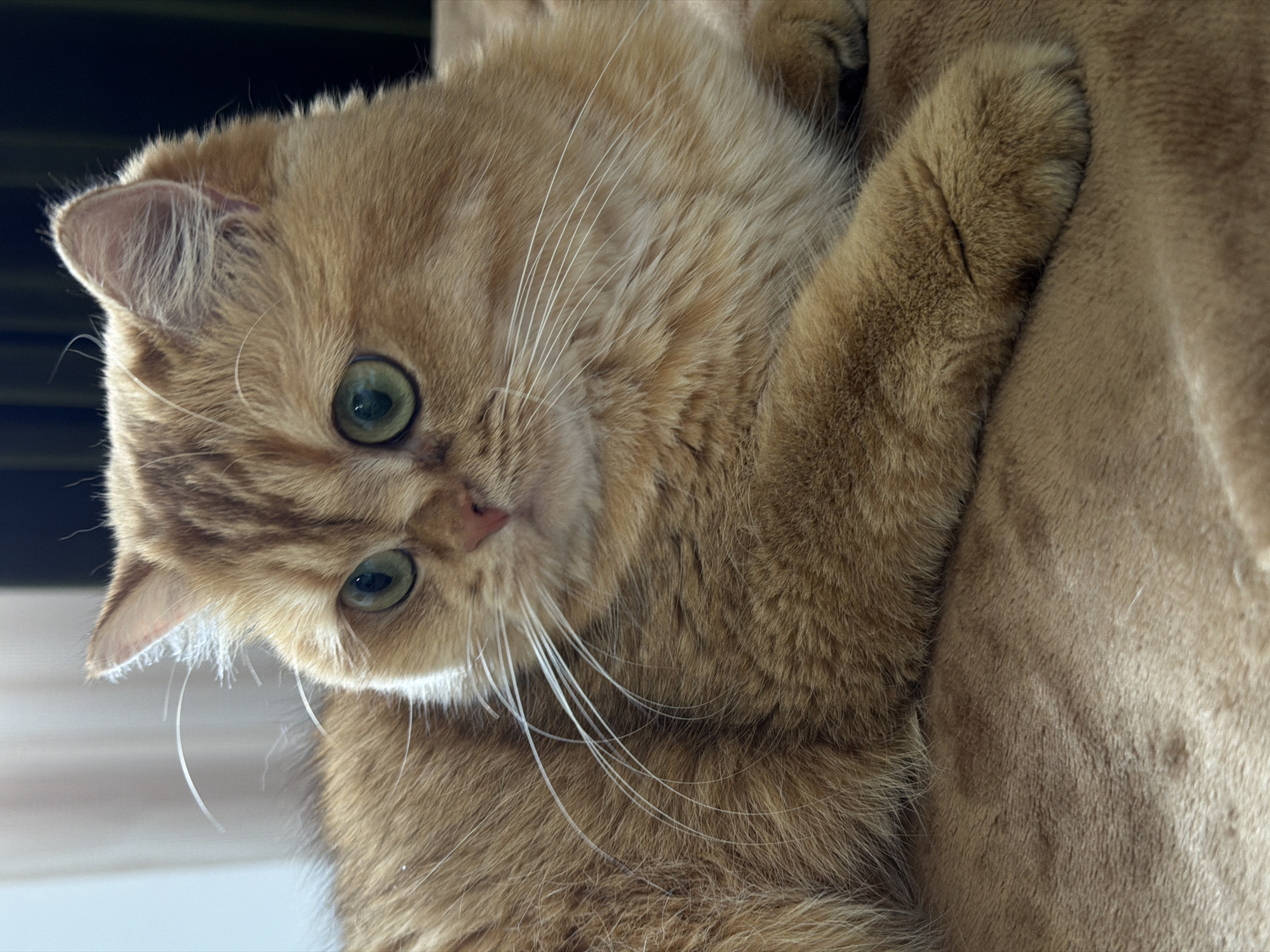 This is a close-up, eye-level shot of a fluffy, orange cat with large, green eyes resting on a soft, brown, plush blanket. The cat is facing left and looking off-camera. Its fur is predominantly orange with darker tabby markings on its forehead and ears. The cat's right paw is extended forward and resting on the blanket. The background consists of soft, out-of-focus curtains to the left and dark drapery to the right, suggesting an indoor setting. There is no discernible information in the image to suggest it is located in the city of Đà Nẵng, Vietnam.