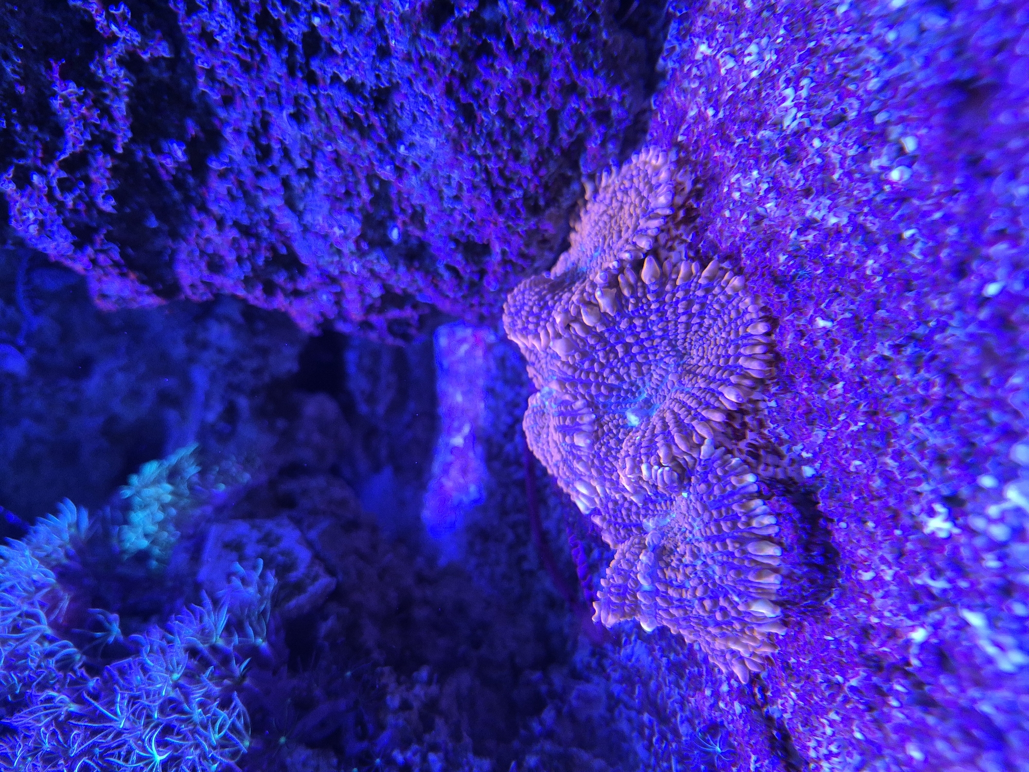An overhead, low-angle, close-up shot captures a vibrant coral reef ecosystem. In the foreground, a large, fleshy coral with prominent, fleshy polyps sits on a rocky, granular surface. The coral displays a gradient of colors, from pinkish-orange to lighter tones around the tips of its polyps. Surrounding this central coral, the seabed is covered in a carpet of small, brightly colored specks that appear to be microscopic organisms or sand grains, illuminated by an intense purple light. In the background, a dark cave-like opening is visible, with textured rock formations on either side. The upper left of the frame reveals another type of coral with delicate, branching structures, illuminated with a bright blue light. The overall scene is dominated by deep blues and purples, characteristic of artificial reef lighting, creating a surreal and glowing underwater environment.