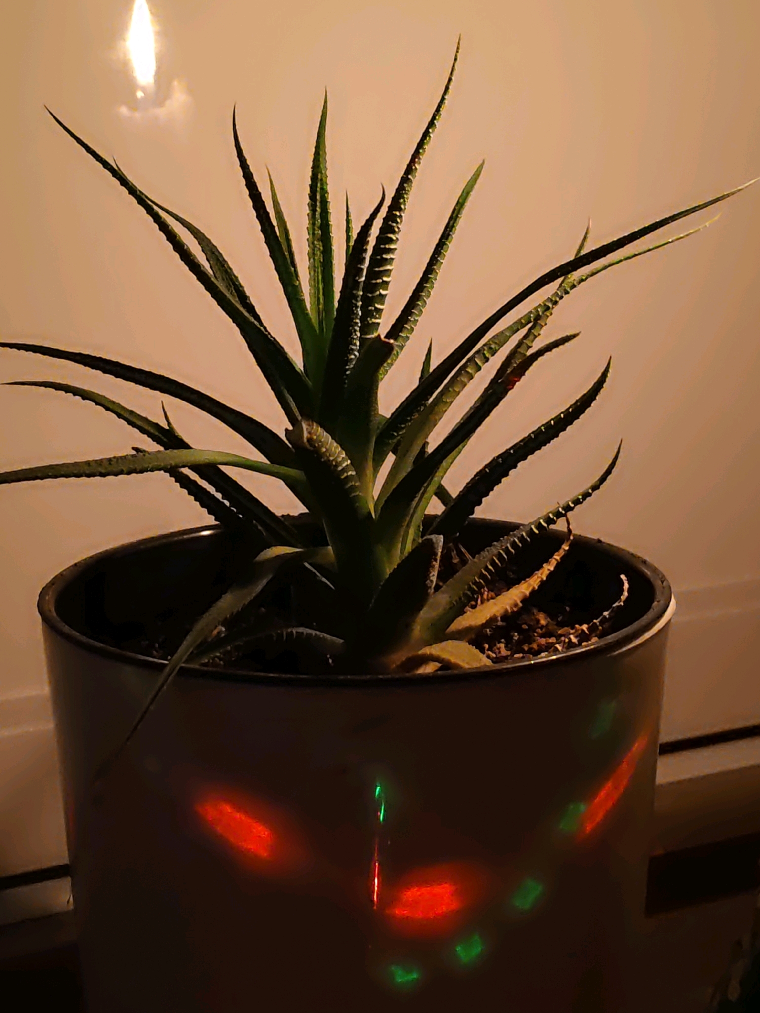 A potted succulent plant, likely a Haworthia species, is the central focus of this indoor photograph. The plant has long, spiky green leaves with white markings and serrated edges, growing in a dark pot. The pot has reflections of red and green lights on its surface, suggesting the presence of decorative lighting or a light show. In the background, a warm, diffused light emanates from an unseen source, possibly a candle or a lamp, casting a bright glow at the top of the frame. The overall scene is dimly lit, with the plant and pot illuminated by the ambient light and the colored reflections. The setting appears to be a domestic environment, possibly a windowsill, given the horizontal line visible at the bottom edge of the frame which could be the edge of a window frame. The image does not contain any elements that allow for the specific location in Rostov-on-Don, Russia, to be identified.
