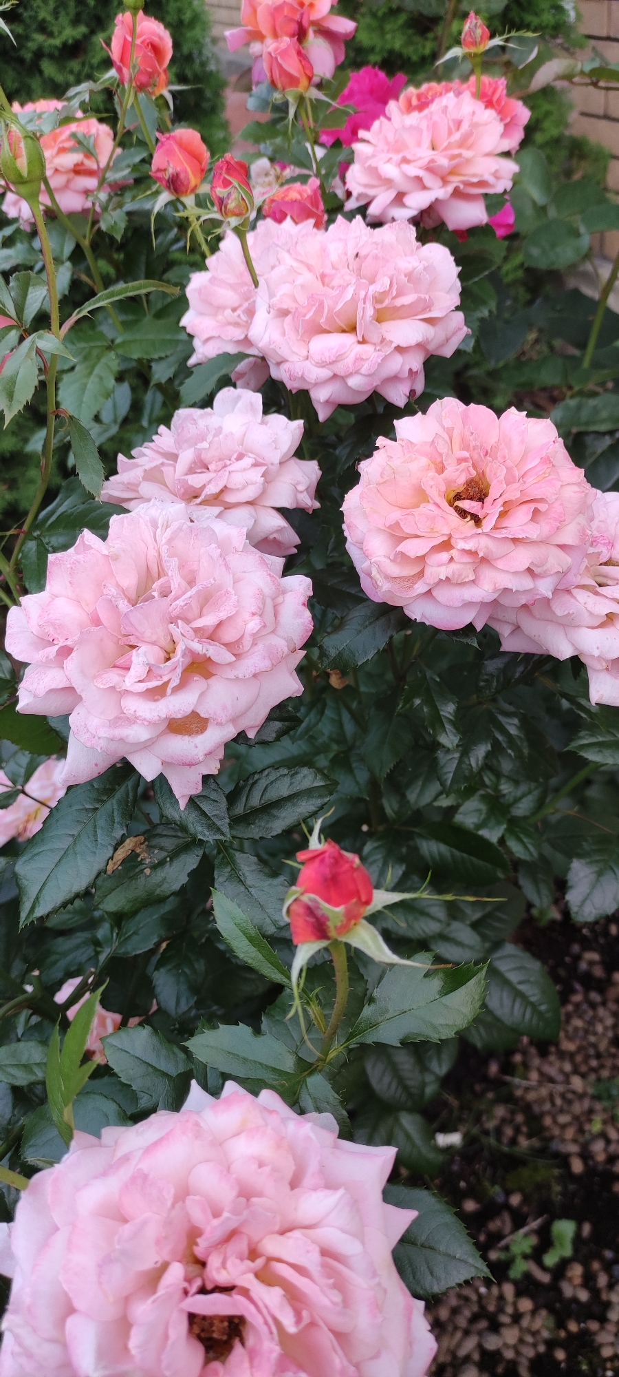 This is a close-up, eye-level, vertical shot of a rose bush in bloom, located in Rosinka, Russia. The foreground features a large, fully opened pink rose with many ruffled petals. Slightly behind and to the left of this rose is another large pink rose, and further back and to the right, another, partially visible pink rose. A small, red rosebud is prominent in the lower center of the frame, nestled among dark green, glossy leaves. Several more pink and coral-colored roses and buds are visible in the blurred background, along with green foliage and a hint of gravelly ground cover. The scene is well-lit, with natural light illuminating the flowers and leaves.