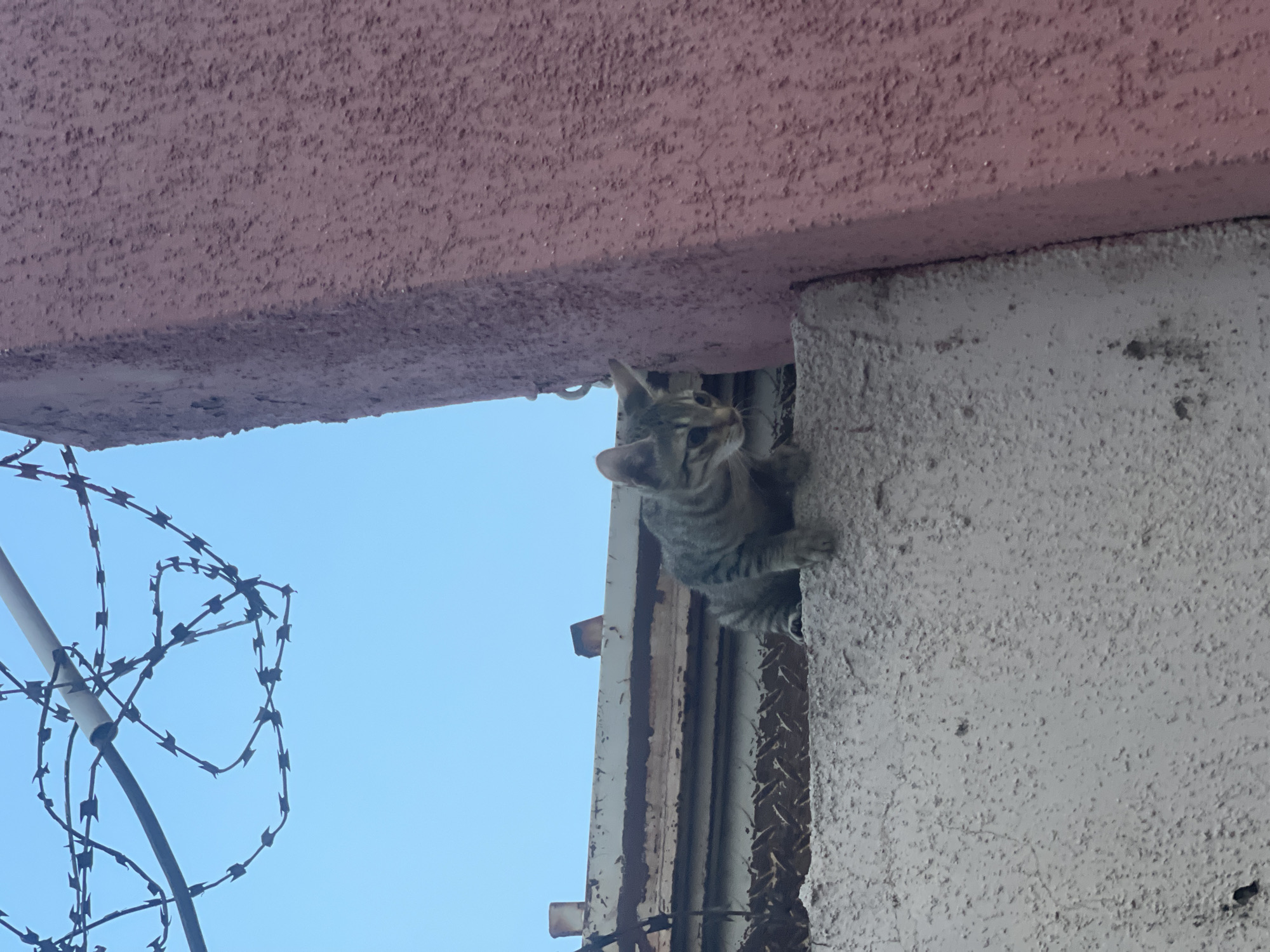 A gray tabby kitten is clinging to the edge of a concrete structure. The structure is topped by a pink, textured overhang. Barbed wire is visible in the lower left corner of the frame, set against a clear blue sky. Metal supports are visible behind the kitten. The location is Lokoja, Nigeria.