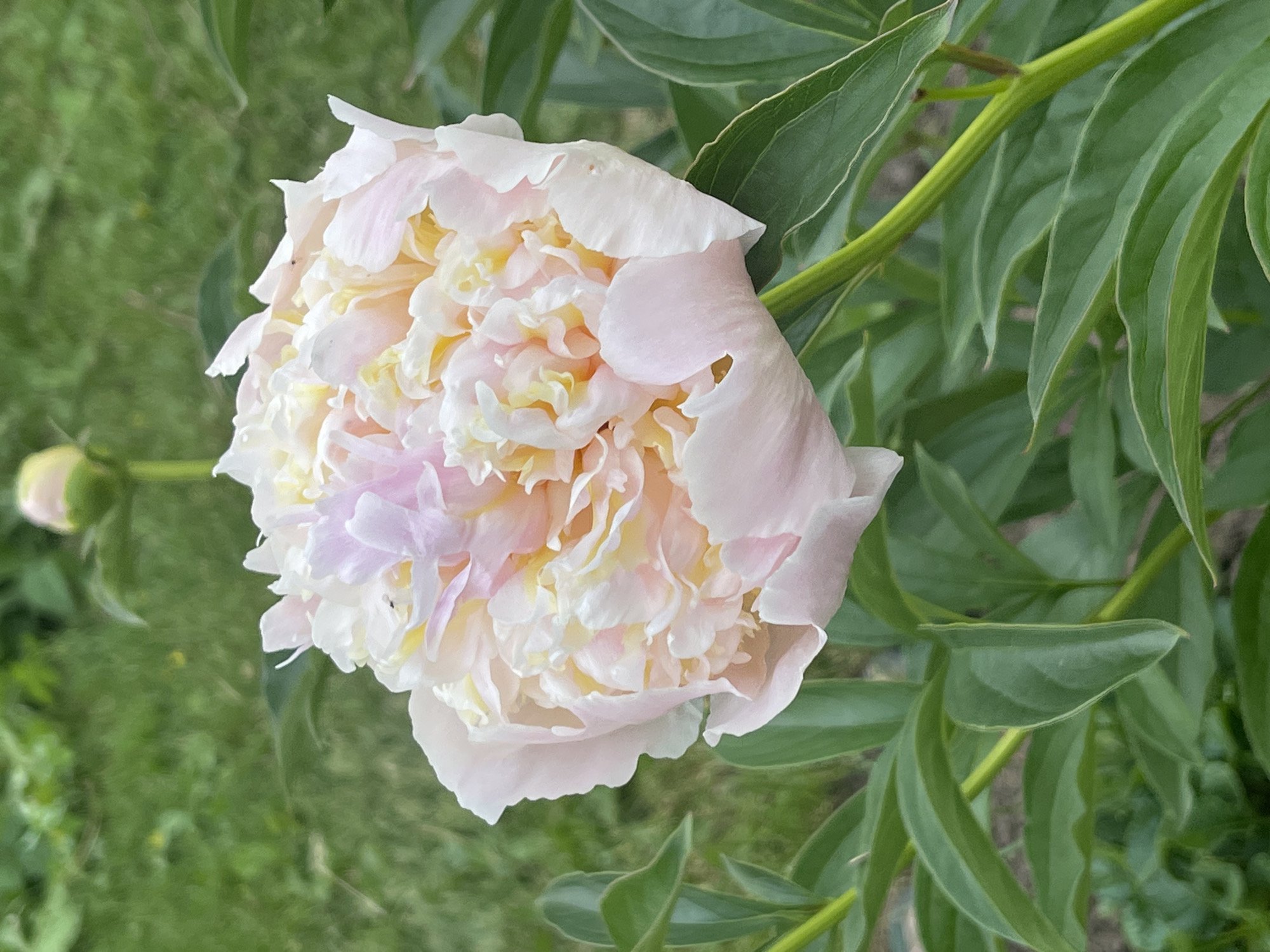 A fully bloomed, pale pink and yellow peony flower is in the center of the frame, with a single green peony bud visible in the upper background. The peony is surrounded by lush green foliage and leaves, with a blurred green grassy area in the background. The scene appears to be outdoors in a garden setting. The image is a close-up shot, focusing on the intricate details of the flower's petals and the surrounding leaves. The lighting suggests it is daytime, with soft light illuminating the flower.