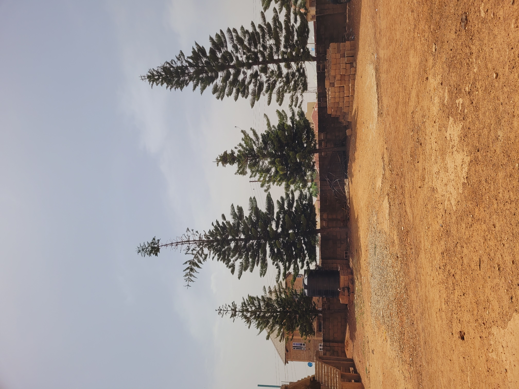 The image shows four evergreen trees situated next to a brick wall. The ground on the right is dirt. The sky is pale. A building with windows is visible behind the trees. The scene is located in Bukuru, Nigeria.