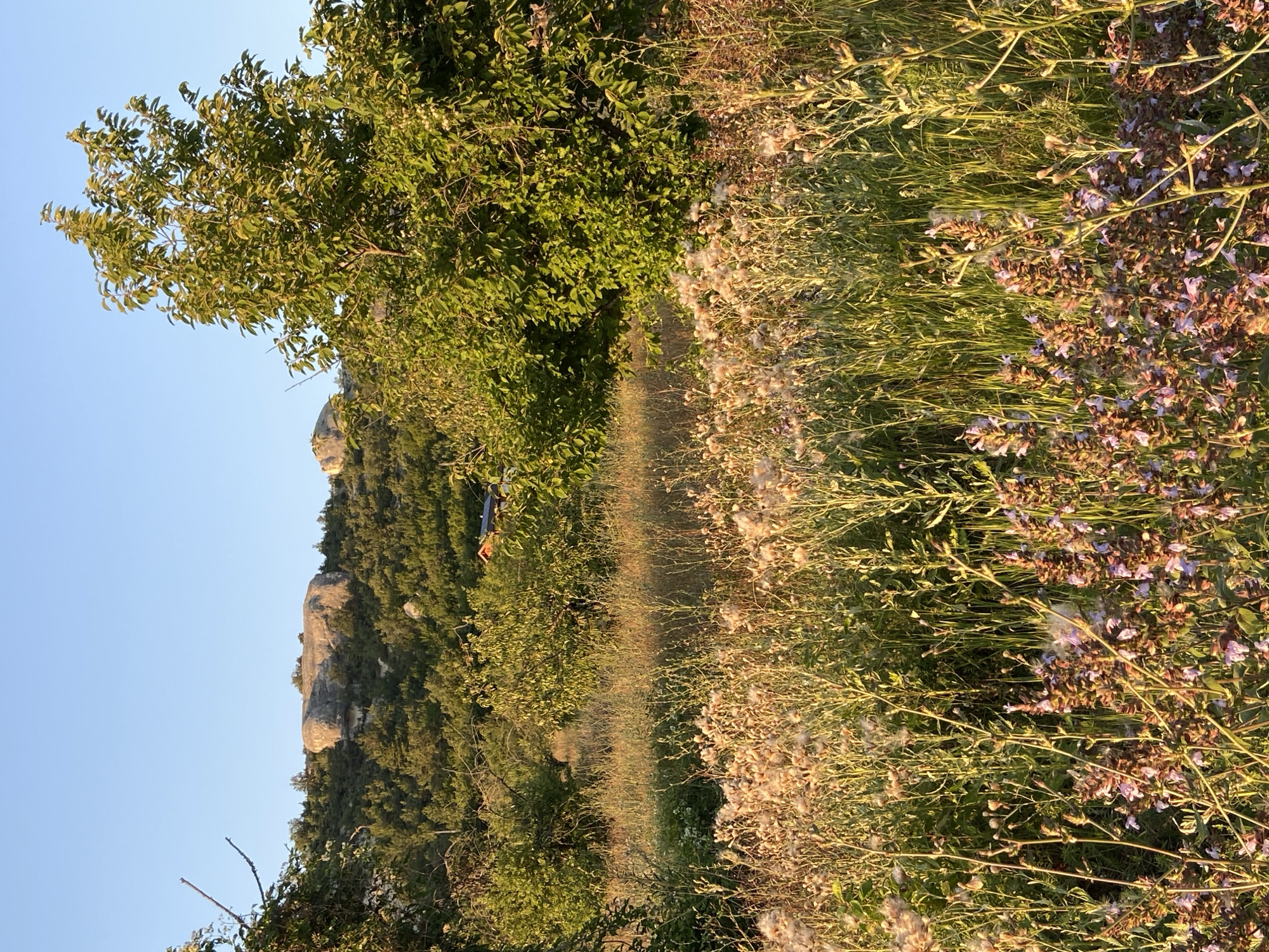 A vertical, medium-shot photograph captures a sunlit field of wildflowers and tall grasses in the foreground, leading to a wooded hillside dotted with trees and a large rock formation in the background under a clear blue sky. The foreground is dominated by feathery, seed-head-laden plants and clusters of small purple flowers. Behind the wildflowers, the landscape transitions to a dense growth of green trees and bushes. A small red-roofed building with a dark blue upper section is partially visible through the foliage on the hillside. The light suggests it is late afternoon or early evening, casting a warm glow over the scene. The location is in Krasnomakskoye Rural Settlement, Ukraine.