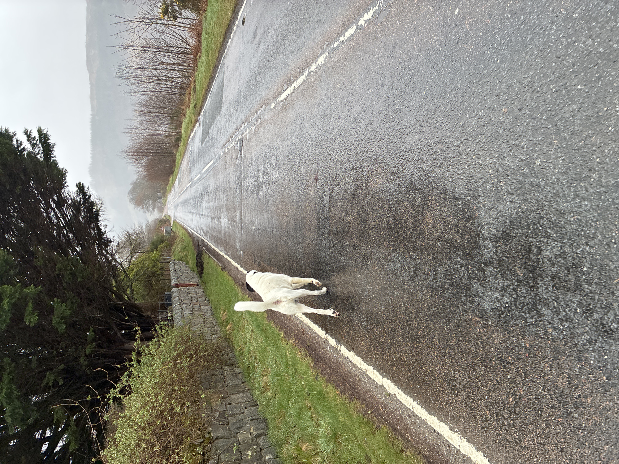 The image shows a wet, asphalt road stretching into the distance. A white dog is running alongside the road, near the dividing line. A stone wall runs along the left side of the road, with vegetation growing on and around it. On the left, there are trees and shrubs. In the distance, the road disappears into fog or low clouds near Strontian, United Kingdom.