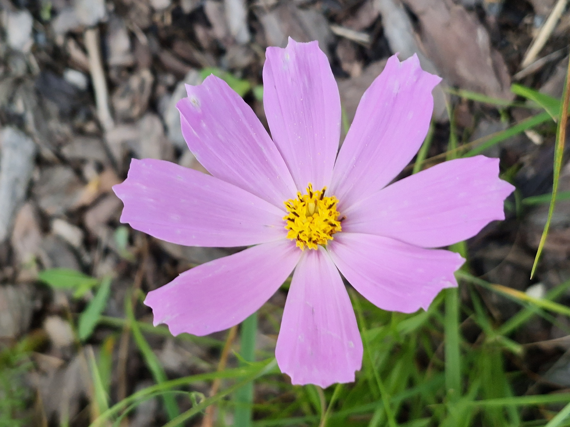 A close-up, high-angle shot focuses on a single pink cosmos flower in the center of the frame. The flower has eight delicate petals with notched edges, surrounding a bright yellow center. The petals are a soft pink color and appear slightly translucent. The background is a mixture of out-of-focus green grass and brown mulch or dried leaves, suggesting an outdoor setting. There are no people or animals visible in the image. The lighting appears natural and soft, casting no harsh shadows. The scene is static, capturing the flower in a still moment.
