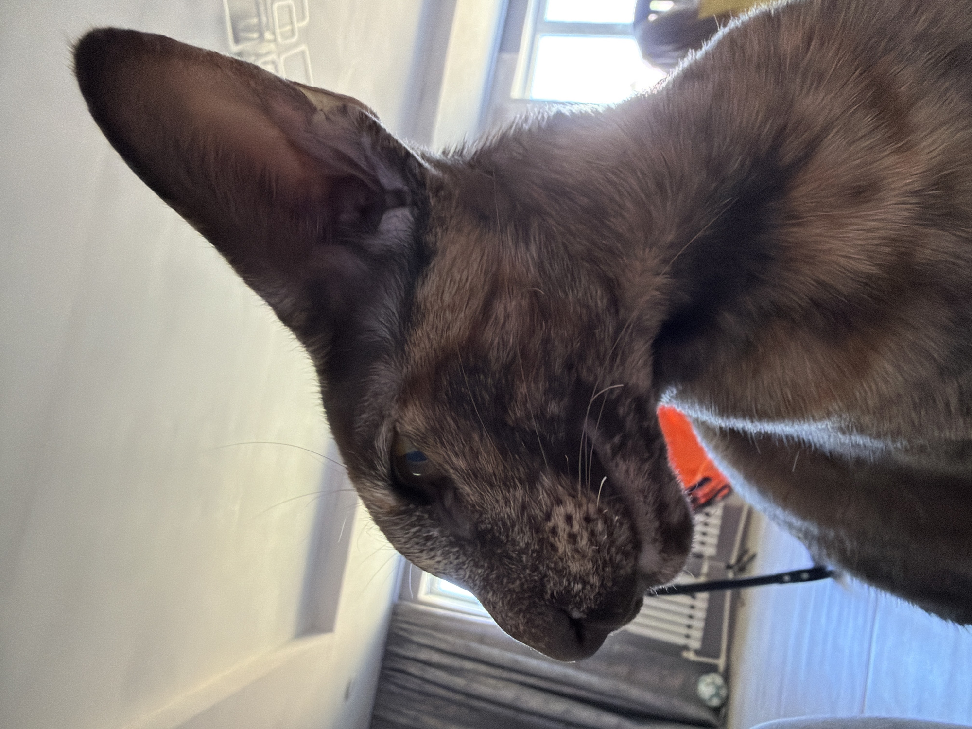 A close-up, profile shot shows the head and shoulders of a brown tabby cat. The cat's large ears are pointed upwards, and its fur is short and sleek. Its eyes are partially visible, looking to the left, and its nose is dark. The cat is in a room with a bright ceiling light and a window with curtains in the background. The lighting suggests it's daytime. The cat's fur has a dappled or spotted pattern. The image is taken from a low angle, looking up at the cat. There are no people or visible actions in the image. The environment appears to be a domestic indoor setting. The location in Chaikovsky, Russia is not discernible from the visual information provided.