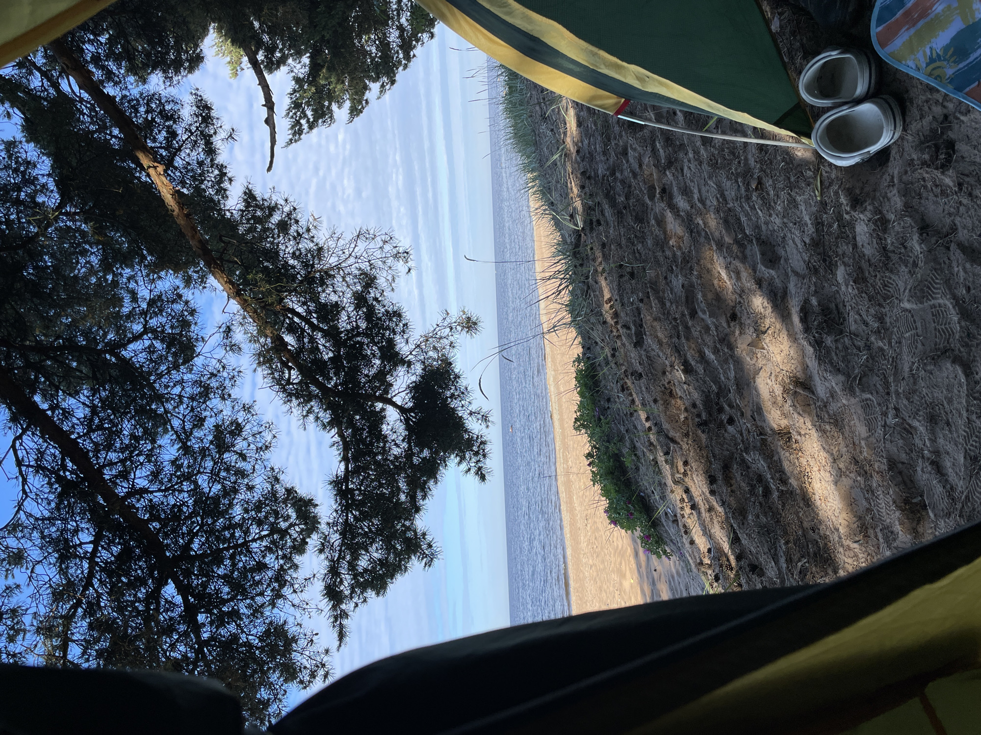 The image depicts a view from inside a tent, looking out towards a beach and the sea. Pine branches and needles frame the upper part of the scene, with a bright blue sky and scattered clouds visible. The sandy beach slopes down to a calm body of water. Green vegetation with small purple flowers grows along the edge of the sand. In the foreground, near the opening of the tent, a pair of white slip-on shoes rests on the sandy ground, along with a portion of a striped item, possibly a chair or towel. The tent itself is visible on the right side of the frame, with its green and yellow fabric. The overall impression is one of a serene camping scene by the sea. The location is Zelenaya Roshcha, Russia.