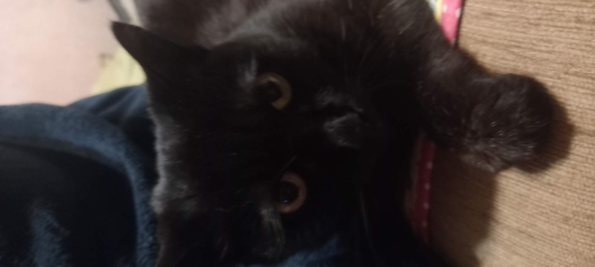 The image shows a close-up, eye-level view of a black cat lying on a brown, textured surface, possibly a sofa or blanket. The cat's face is dark, with bright, amber eyes that are looking directly at the camera. Its ears are visible, and its fur appears soft and dense. Part of the cat's front paw is resting on a pink and white patterned fabric. In the background, a dark blue, fuzzy material is visible, which could be a blanket or cushion. The lighting is dim, creating shadows on the cat's face and fur. There is no indication of the cat's specific location in Kryvyi Rih, Ukraine.
