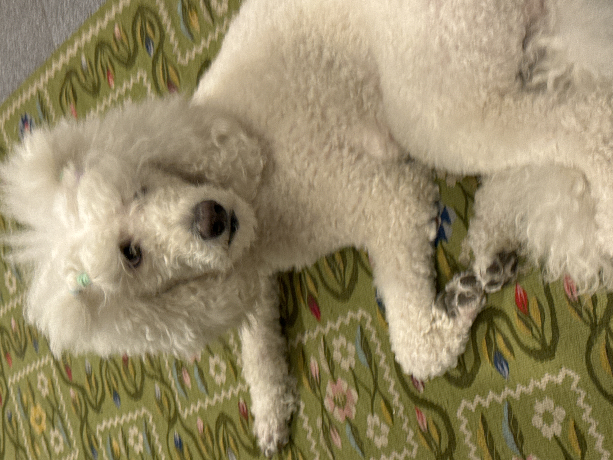 A white, fluffy dog, possibly a Bichon Frise or Poodle mix, is lying on a green and patterned rug. The dog is positioned at an oblique angle to the camera, with its head on the left side of the frame and its body extending towards the right. The dog is lying down. A small green hair tie is visible on its head. The background is a green rug with a floral and geometric pattern. There is no information available to determine if this image was taken in Krasnoyarsk, Russia.