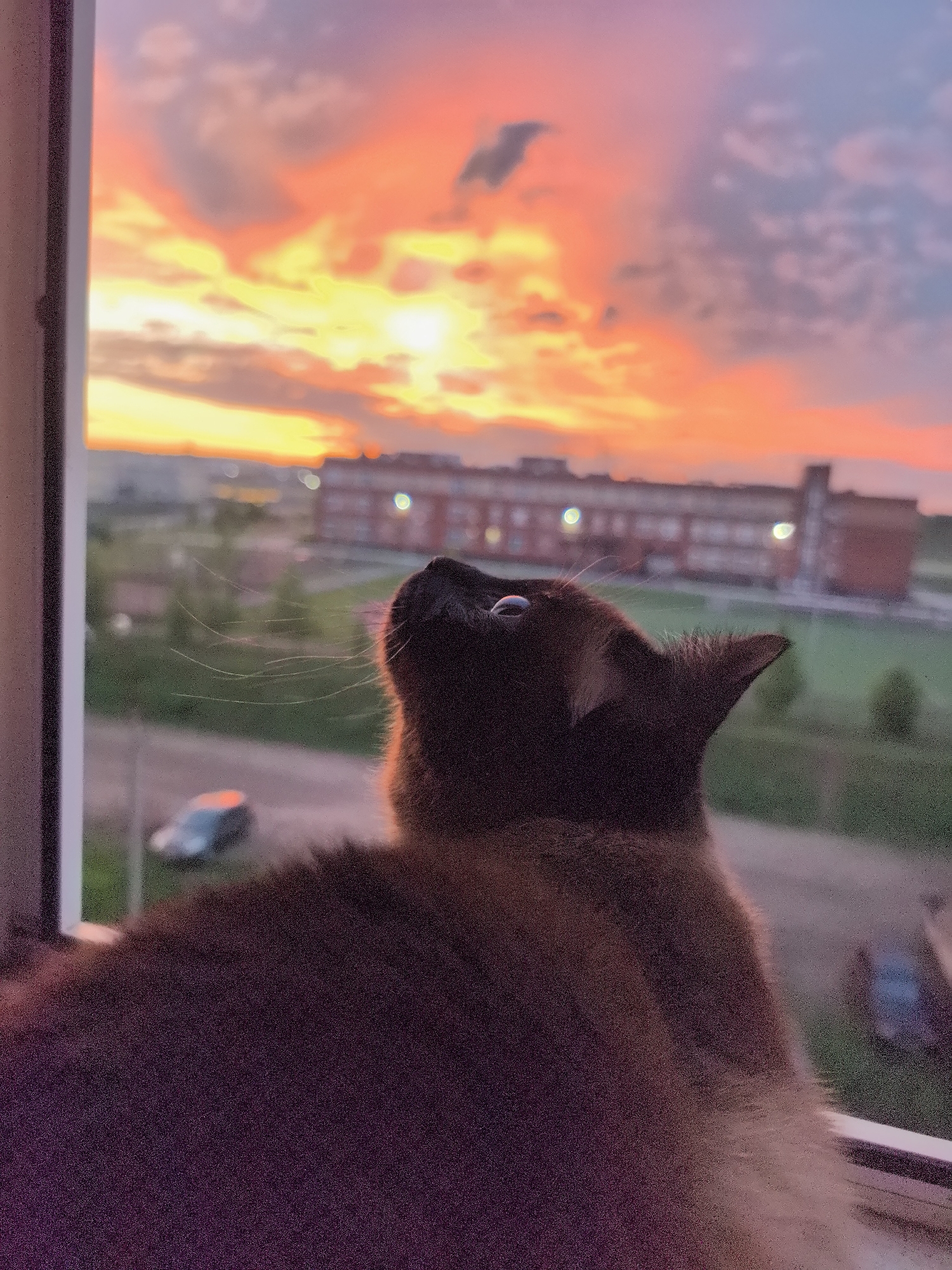 A Siamese cat sits on a windowsill, looking out at a vibrant sunset over a cityscape. The sky is a mix of orange, yellow, and purple hues, with clouds scattered throughout. The cat's head is turned upwards, as if gazing at the sky. The background includes buildings and a green field, with cars visible in the distance. The location is Фролы, Russia.