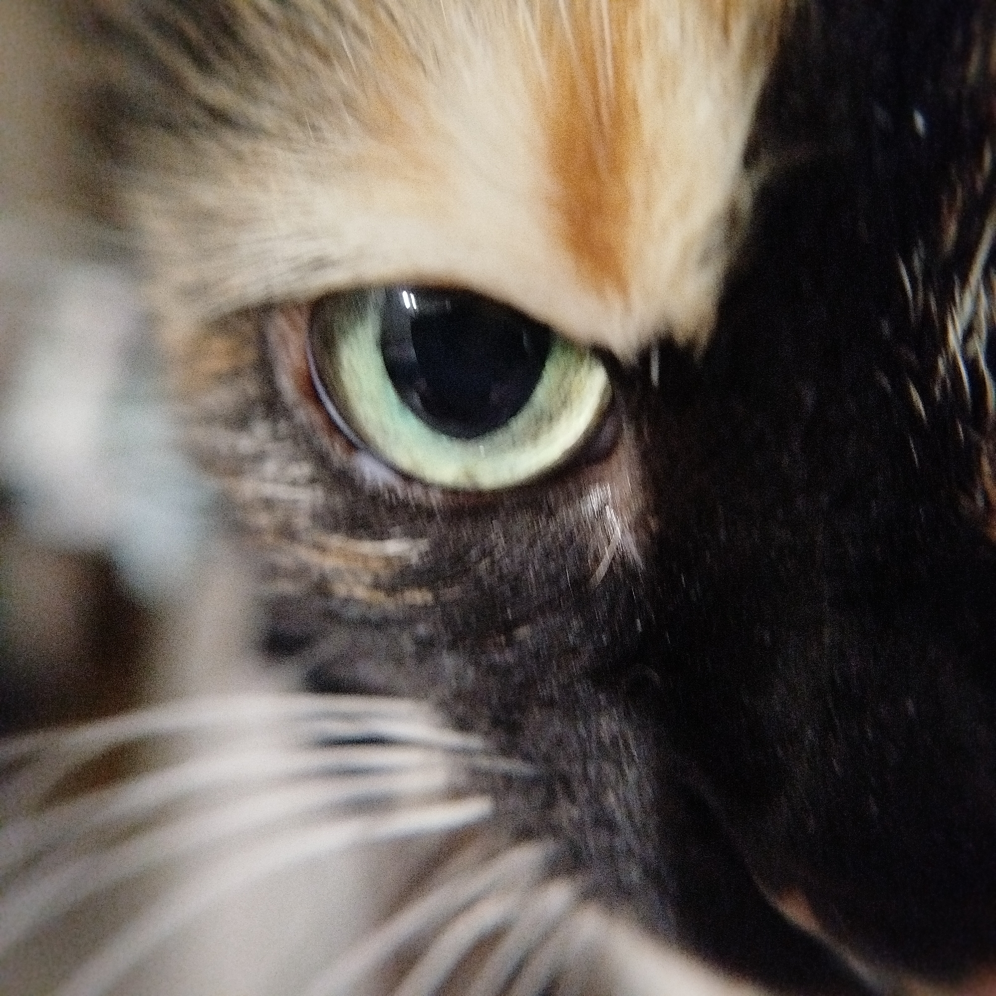 Close-up of a cat's face focusing on its green eye. The cat has a mix of orange, black, and white fur. The eye has a black pupil and a light green iris with dark markings. The fur around the eye is a mix of black and brown tones. Long white whiskers are visible in the lower part of the frame.