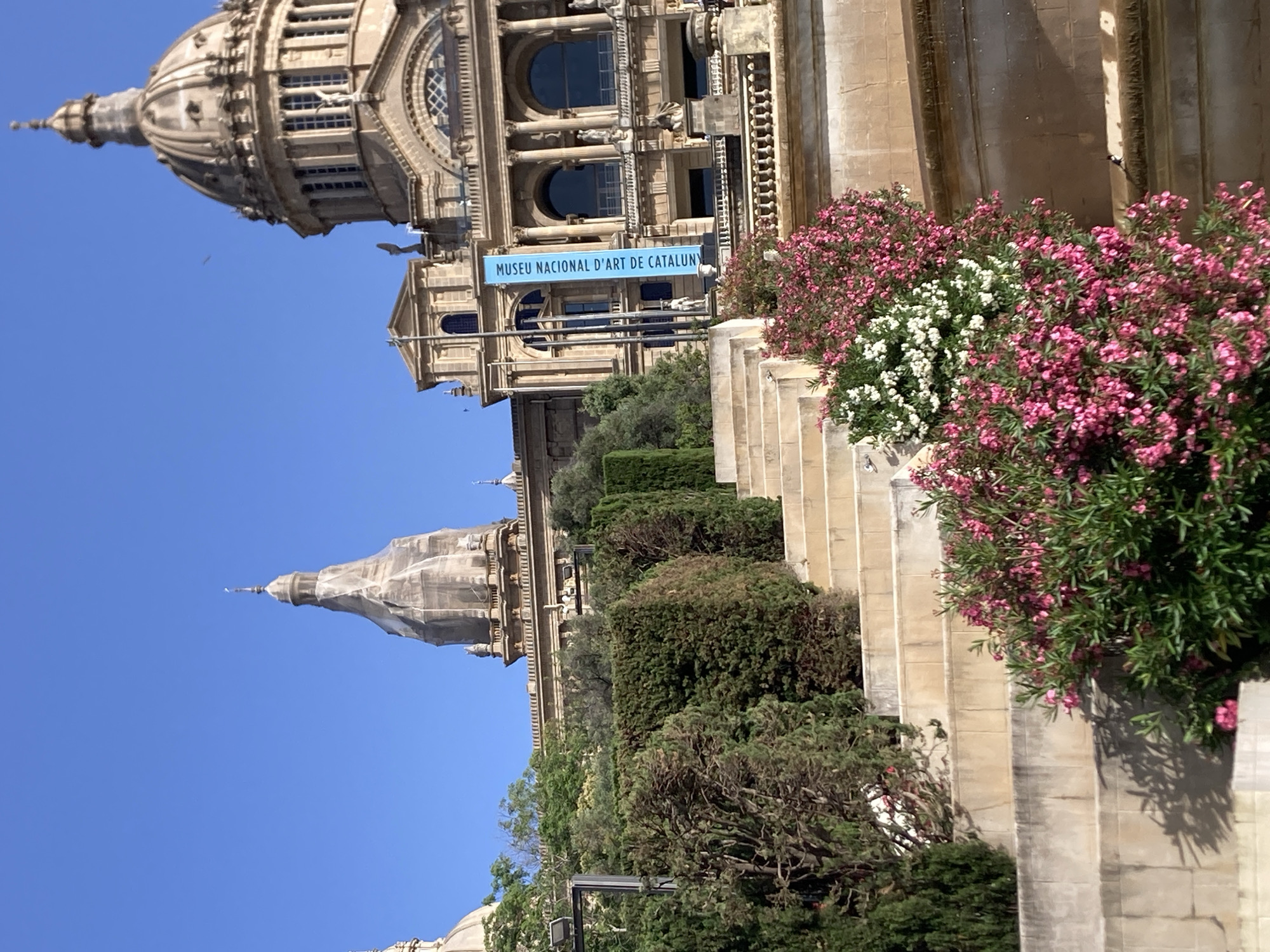 The image shows a wide-angle view of the Palau Nacional, the former palace of the Spanish monarchy and now home to the Museu Nacional d'Art de Catalunya (MNAC) in Barcelona, Spain. In the foreground, a wide stone staircase ascends towards the building, flanked by meticulously manicured green hedges and vibrant flowering bushes with pink and white blossoms.
The Palau Nacional itself is a grand, Neoclassical structure with a prominent dome and a tall, slender tower, the latter partially covered in scaffolding, suggesting ongoing restoration or maintenance. The building's facade features arched windows, columns, and statuary. A long, blue banner with white text, "MUSEU NACIONAL D'ART DE CATALUNYA," is suspended from the building's facade. The sky is a clear, bright blue. A small bird is perched on a ledge in the middle right of the image.