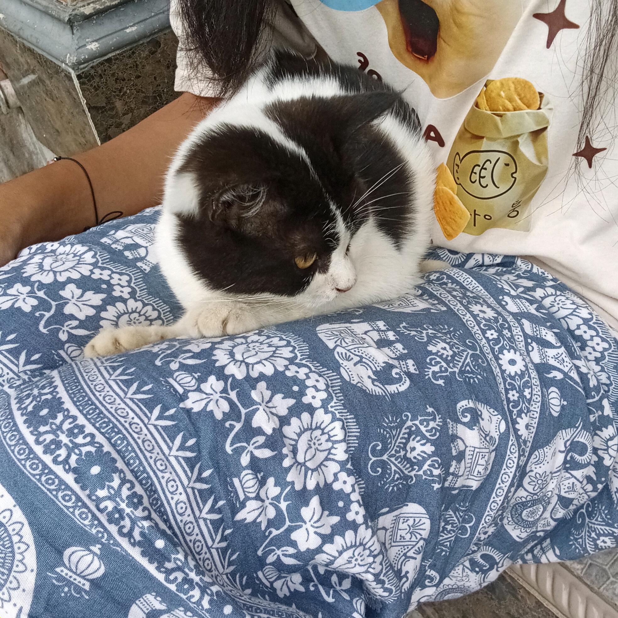 A black and white cat is resting on the lap of a person wearing a t-shirt with a cartoon print of a dog and a bag of crackers. The cat is curled up and appears to be sleeping. The person is wearing a blue and white patterned fabric over their lap. The background shows a grey pillar and a stone-like surface. The image was taken in the city of Claket, Indonesia.