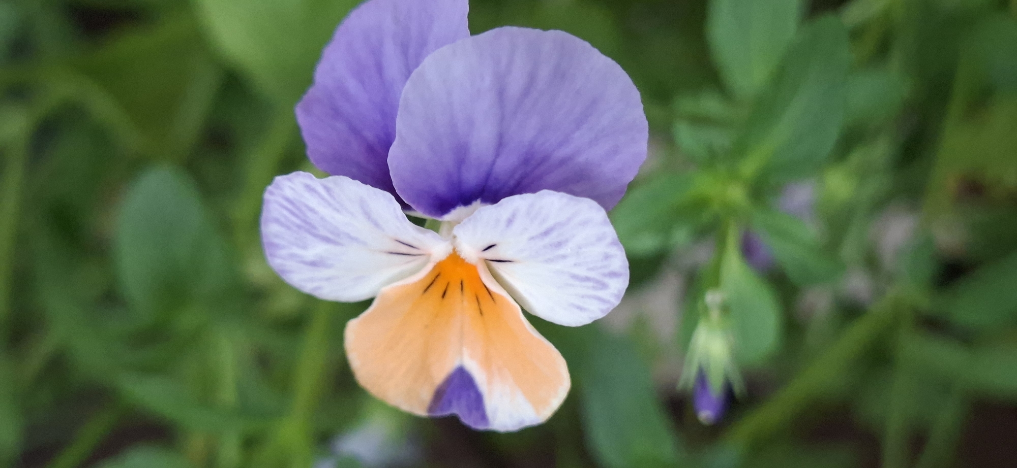 A close-up, top-down view captures a tricolor pansy flower in focus against a blurred green background of foliage. The flower's petals display a gradient of colors: white with delicate purple veining on the top two petals, transitioning to a vibrant orange-yellow in the center, and accented with deep purple markings. The central portion of the flower reveals dark stamens. To the lower left of the main bloom, a small, unfurled purple bud is visible, also slightly out of focus. The overall environment suggests an outdoor setting, likely a garden or park, characterized by lush greenery. No people or specific urban landmarks are present in the frame. The image composition is centered on the flower, drawing the viewer's attention to its intricate details and vibrant hues.