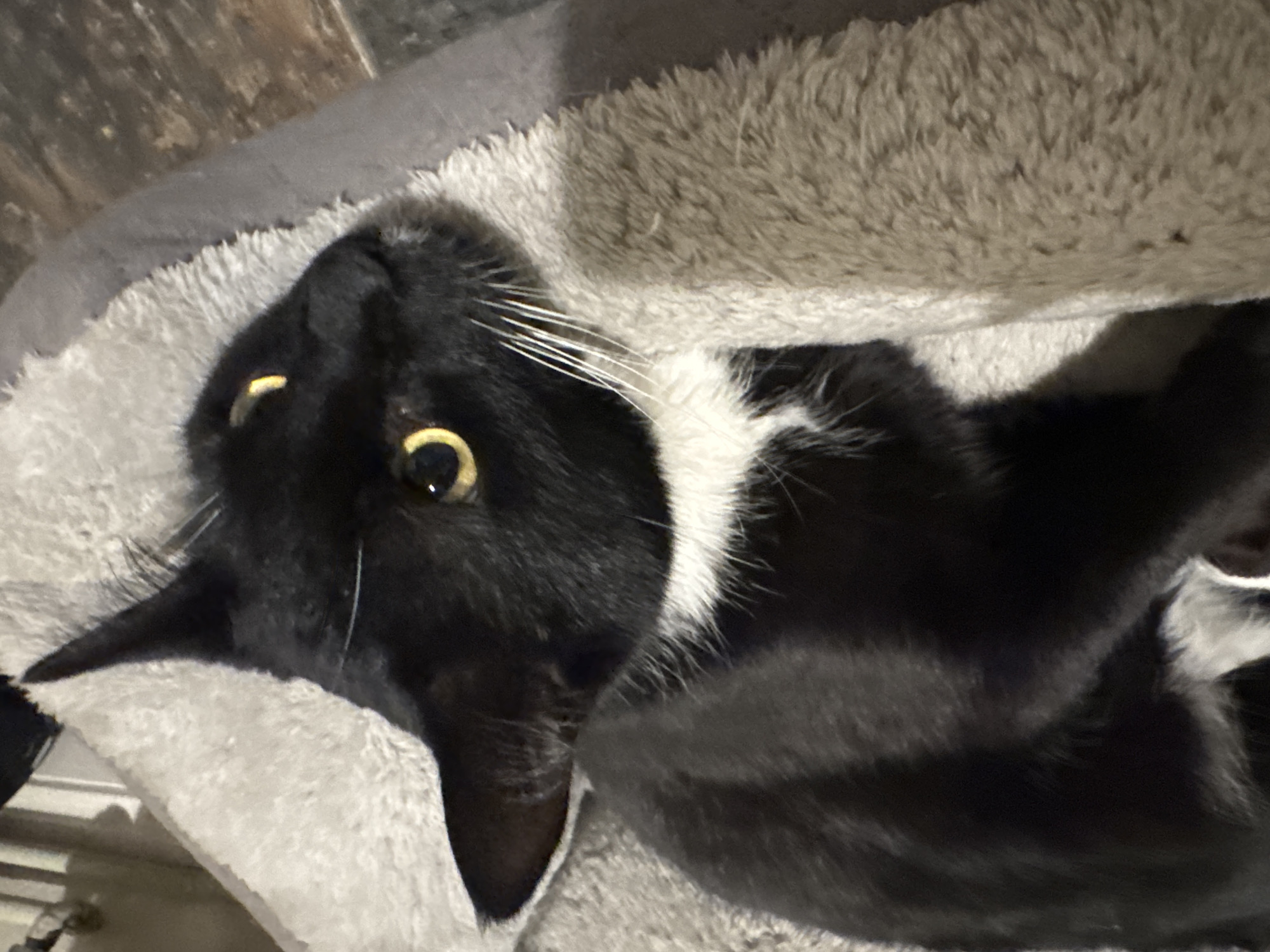 A black and white cat is depicted resting in a light beige or grey plush pet bed within an indoor environment. The cat has predominantly black fur, with visible white markings on its chest and around its mouth, including prominent white whiskers. Its eyes are open, displaying yellow-gold irises with distinct reflections from an unseen light source. The cat's ears are erect and pointed. The pet bed features soft, shaggy material forming elevated sides that cradle the animal. A dark, possibly wooden or tiled floor with visible grain or texture is present in the lower right background, beneath the pet bed. The scene is located in Desborough, United Kingdom.