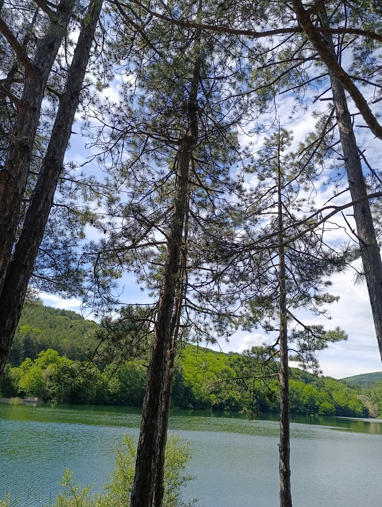 The image shows a serene view of a lake surrounded by lush green hills and tall pine trees. The water is a tranquil turquoise, reflecting the bright blue sky dotted with fluffy white clouds. The foreground is dominated by the textured bark of several pine trees, their branches reaching towards the sky, creating a natural frame for the scenic landscape. The hills in the background are covered in dense foliage, suggesting a natural park or a protected area. There are no people or animals visible in the scene, emphasizing the peaceful and untouched nature of the environment. The overall impression is one of natural beauty and tranquility. This scene is characteristic of the area around the artificial lake in Nevestino, Bulgaria, known for its picturesque natural landscapes and recreational opportunities.