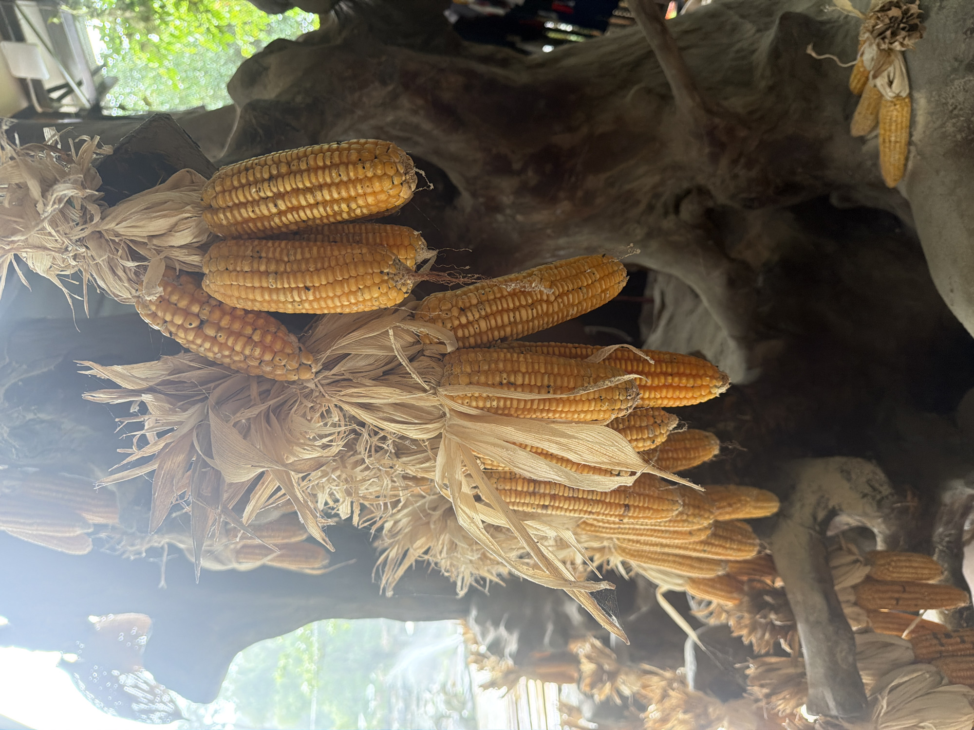 The image displays several bunches of dried corn hanging from a large, rough-textured tree trunk. The corn cobs are a vibrant yellow-orange, with husks still attached and dried into a straw-like material. They are arranged in clusters, tied together with twine or string. In the background, there is a blurry view of lush green foliage, suggesting an outdoor or semi-outdoor setting. The lighting in the image is bright, with a strong glare in the upper left corner, possibly indicating sunlight filtering through. The overall impression is of a harvest display or a decorative arrangement, possibly related to a cultural event or a rustic setting. The location in Khanh Vinh, Vietnam is not directly evident from the visual information, but the scene evokes a sense of rural or traditional atmosphere.