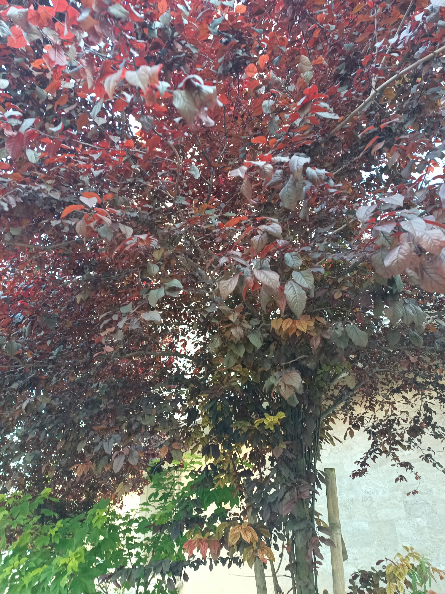 The scene is an urban outdoor environment in the city of Burgas, Bulgaria, captured from a low perspective looking upward into a tree canopy. The primary subject is a deciduous tree, predominantly displaying a dense mass of dark red, burgundy, and purplish ovate leaves. Variations in color include lighter red, faded green, and brownish tones, particularly where sunlight penetrates the canopy.
In the lower right quadrant, a segment of the tree's trunk is partially visible, supported by two slender, light-brown wooden stakes vertically positioned adjacent to it, secured with binding. To the immediate left of the trunk support, a contrasting dense cluster of vibrant green foliage from a separate plant or shrub is present. The background on the right and lower right consists of a pale, textured wall, possibly of light-colored stone or rendered concrete. No people, animals, or explicit actions are discernible. The lighting indicates natural daylight conditions.